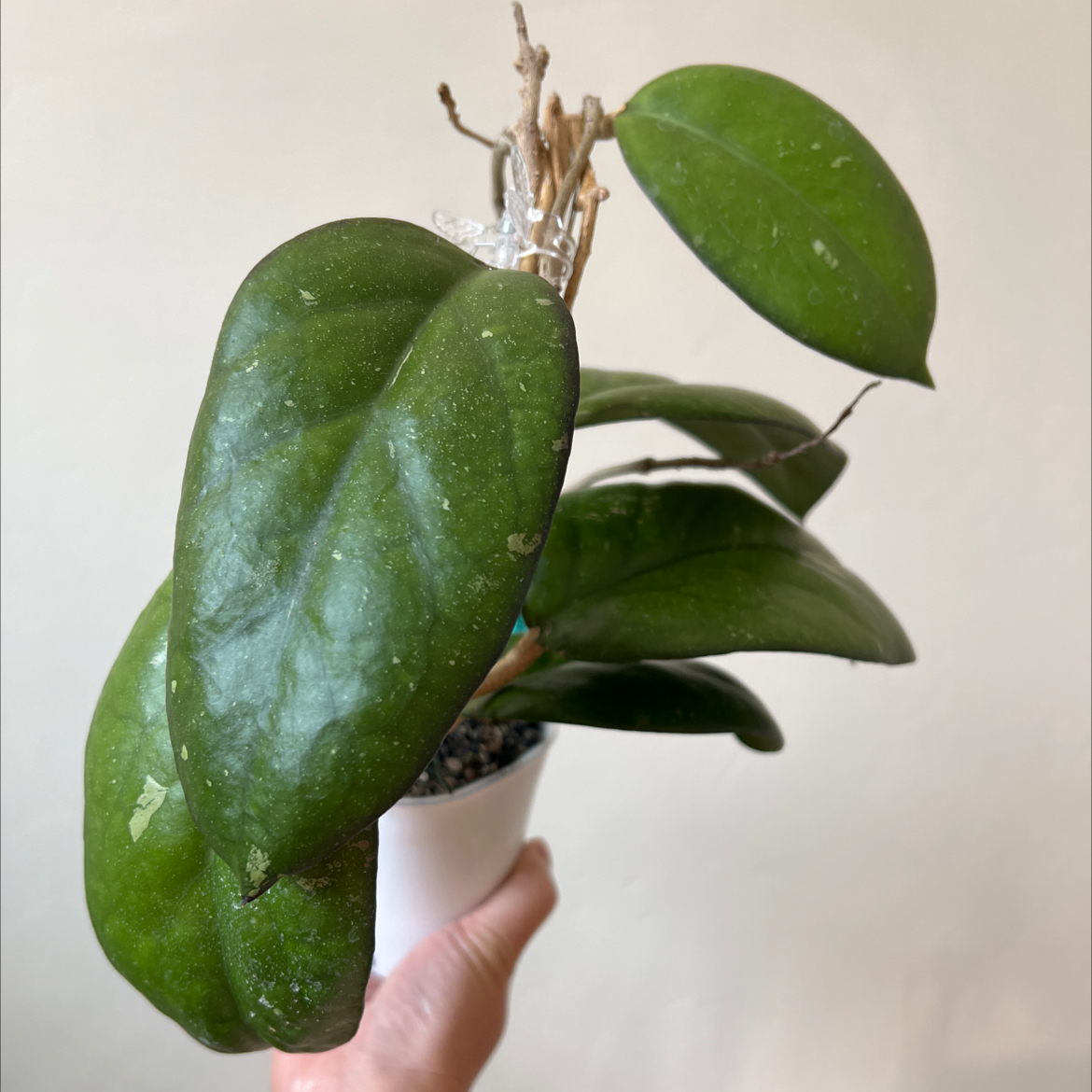 Photo of the plant species waxplant by @Lilrunwaymdl named Drake Noelle x UNK SRBF6722-8 on Greg, the plant care app