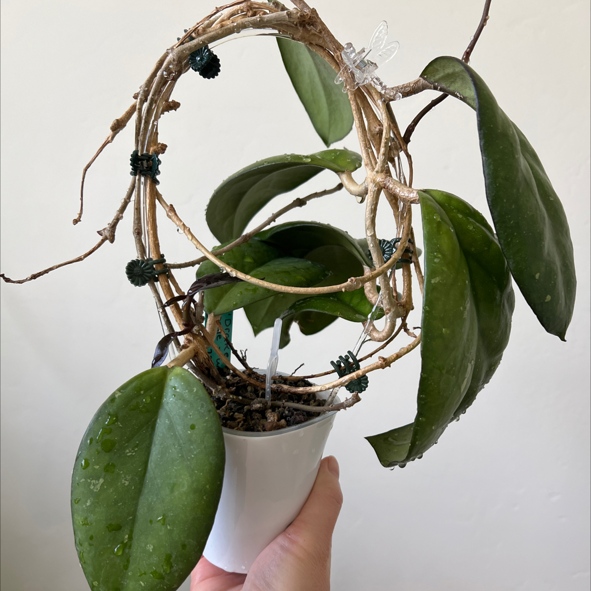 Photo of the plant species waxplant by @Lilrunwaymdl named Drake Noelle x UNK SRBF6722-8 on Greg, the plant care app