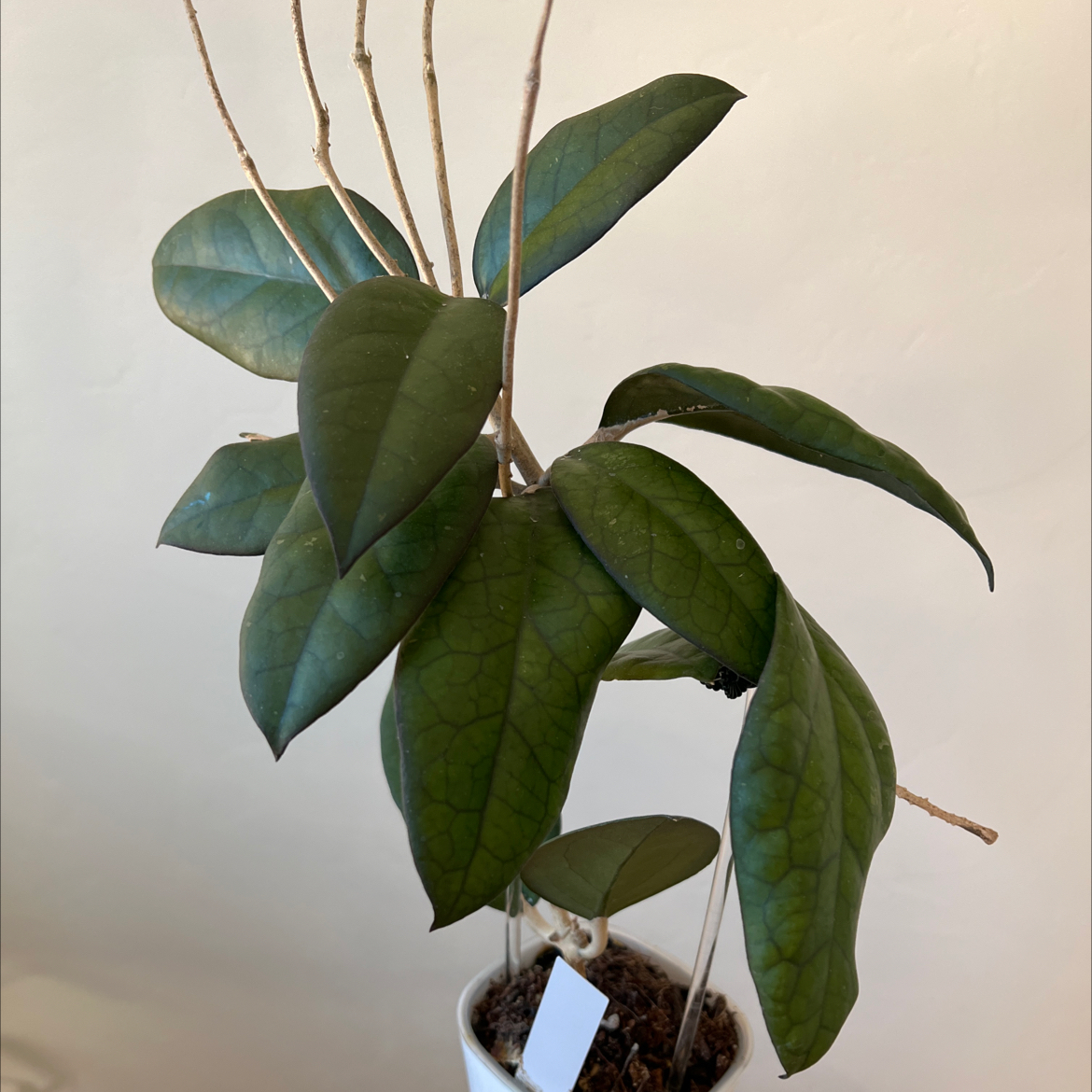 Photo of the plant species Hoya 'Mayumi' (UPT 002) by @Lilrunwaymdl named Hoya Mayumi UPT002 on Greg, the plant care app