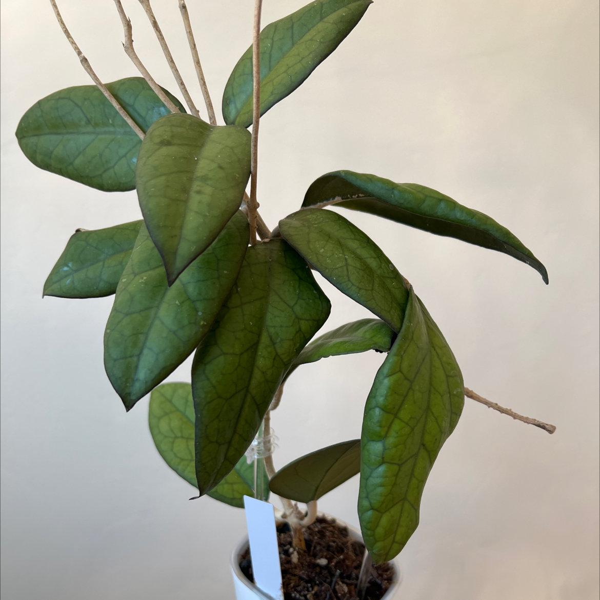 Photo of the plant species Hoya 'Mayumi' (UPT 002) by @Lilrunwaymdl named Hoya Mayumi UPT002 on Greg, the plant care app