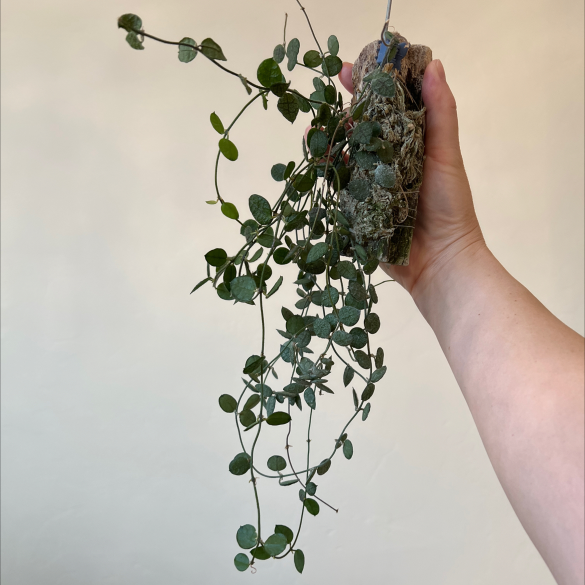 Photo of the plant species Dischidia by @Lilrunwaymdl named Dischidia Hirsuta (red) on Greg, the plant care app