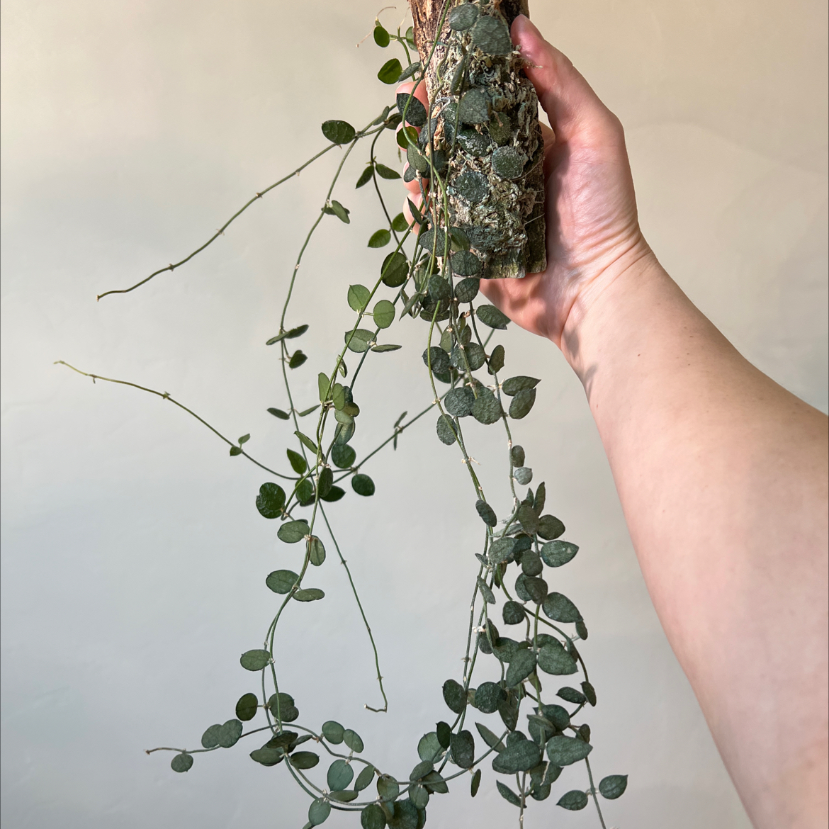 Photo of the plant species Dischidia by @Lilrunwaymdl named Dischidia Hirsuta (red) on Greg, the plant care app