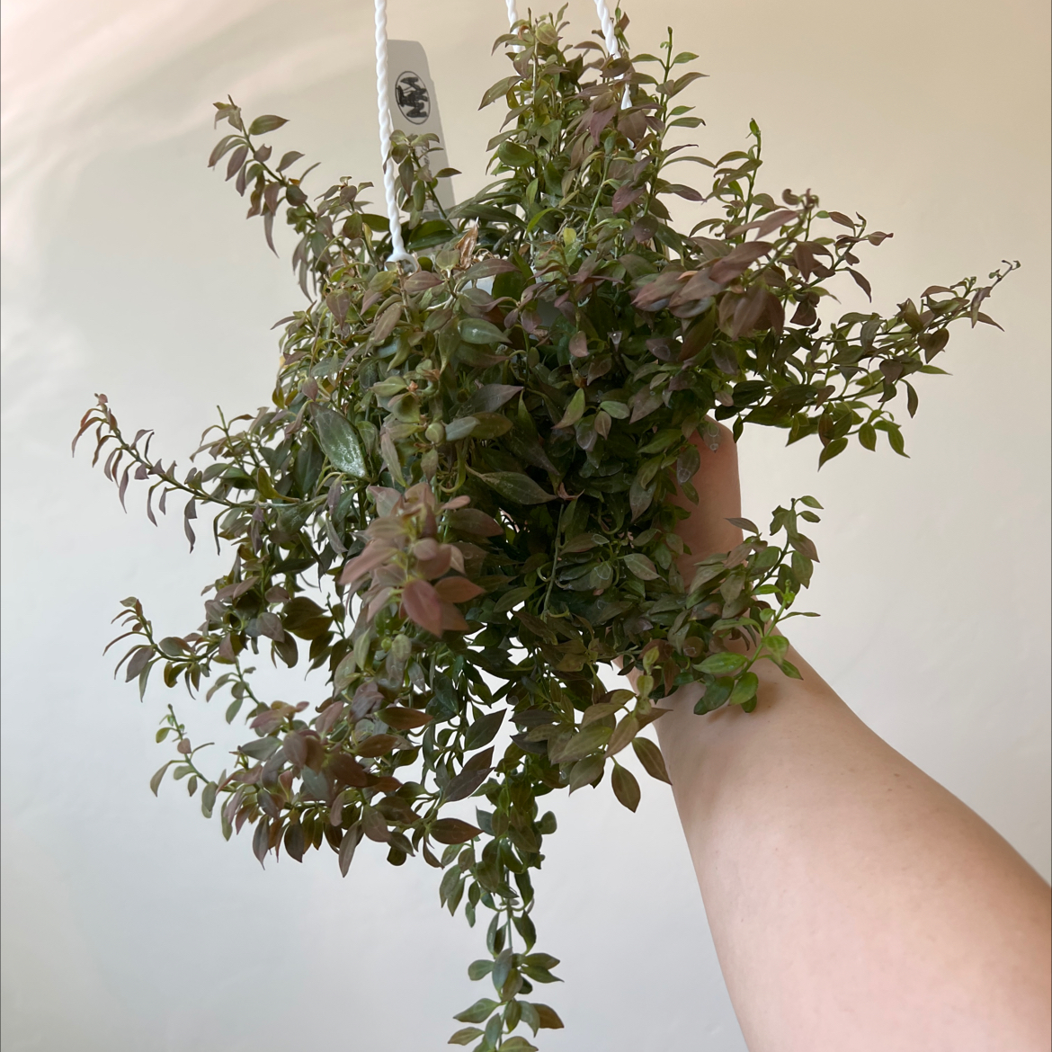 Photo of the plant species Hoya microdwarf NS12-323 by @Lilrunwaymdl named Hoya microdwarf (NS12-323) on Greg, the plant care app