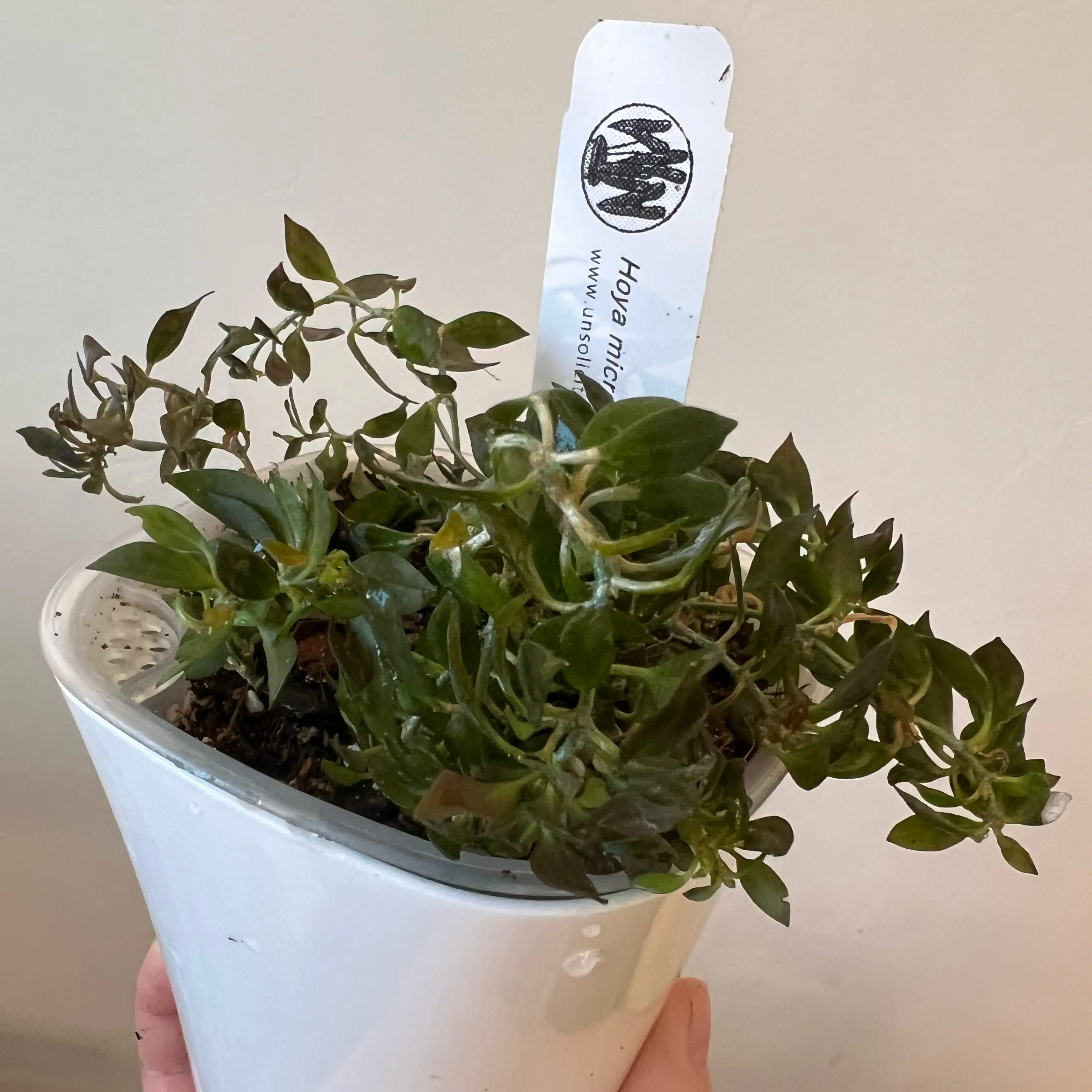 Photo of the plant species Hoya microdwarf NS12-323 by @Lilrunwaymdl named Hoya microdwarf (NS12-323) on Greg, the plant care app