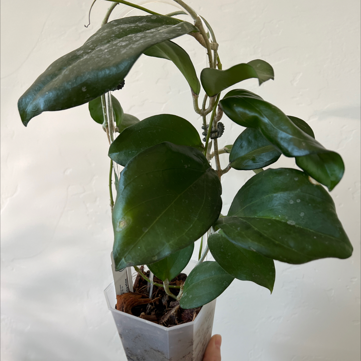 Photo of the plant species Wax Plant by @Lilrunwaymdl named Hoya Pachyclada x On on Greg, the plant care app