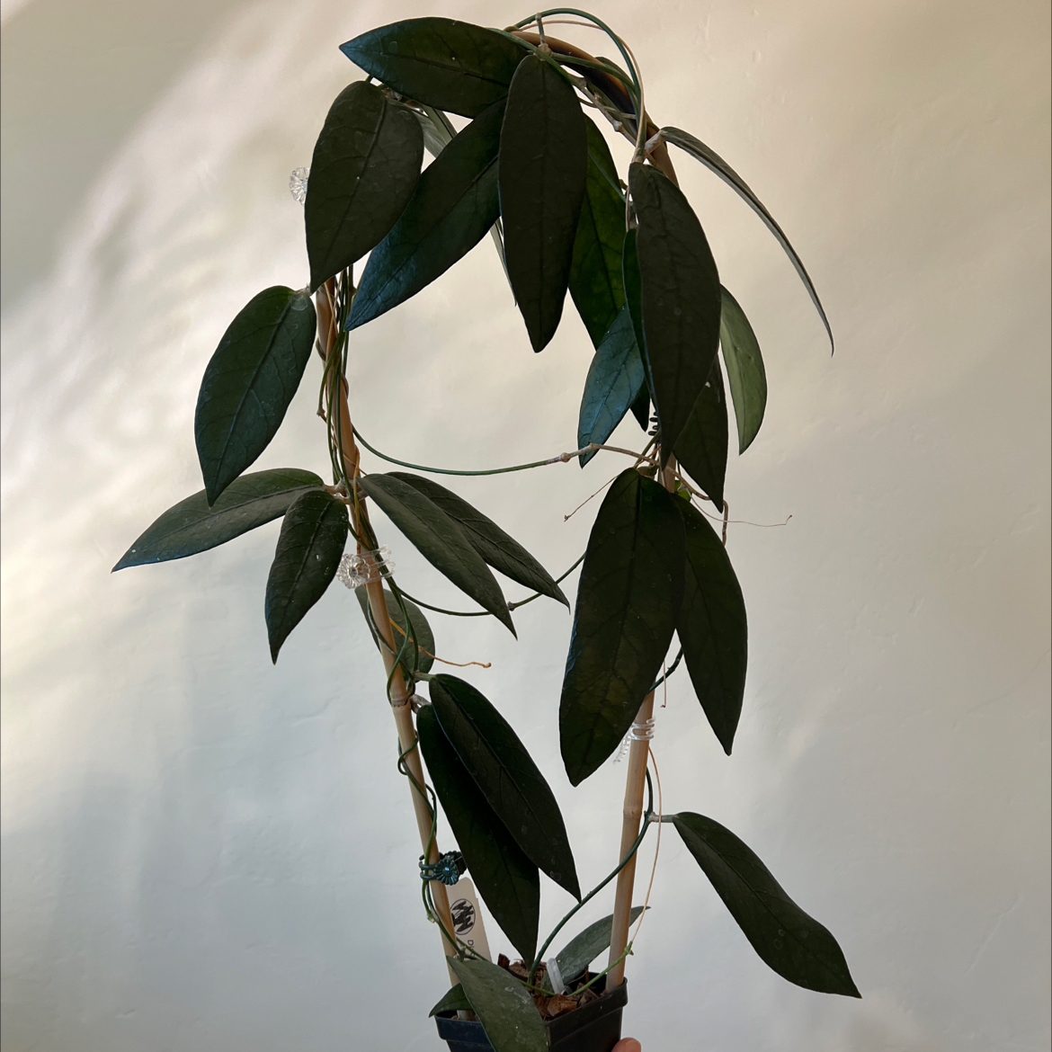 Photo of the plant species Dischidia acutifolia by @Lilrunwaymdl named Dischidia Acutifolia (PNG) on Greg, the plant care app