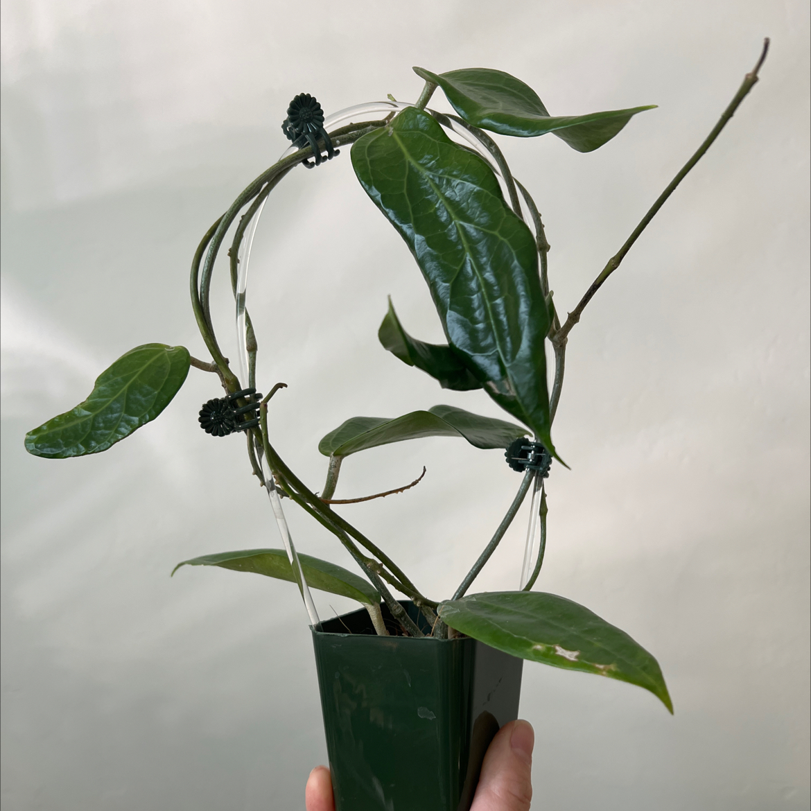 Photo of the plant species Hoya 'Flores Island' by @Lilrunwaymdl named Hoya Flores Island on Greg, the plant care app