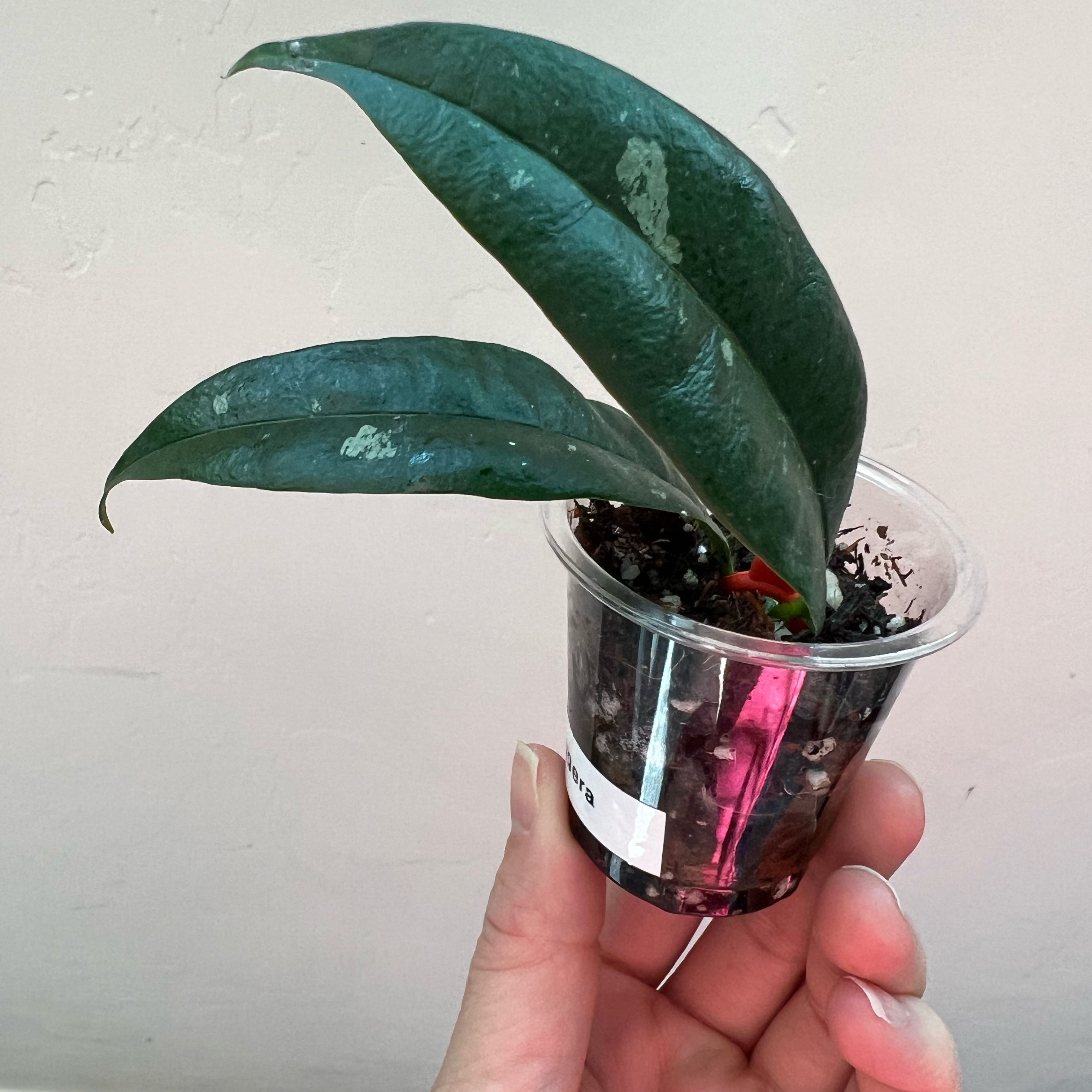 Hoya Pubicalyx plant in a clear plastic container held by a hand, with visible soil and dark green leaves.