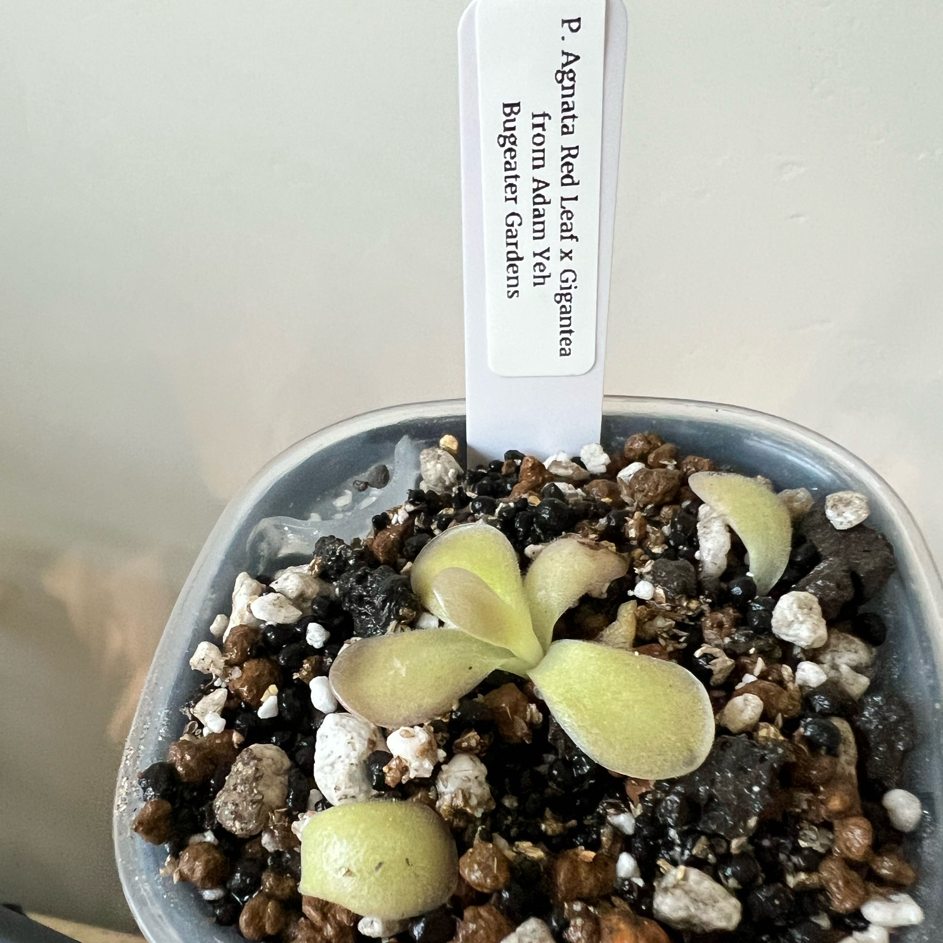 Photo of the plant species Mexican Butterwort by @Lilrunwaymdl named P. Agnata Red Leaf x Gigantea on Greg, the plant care app