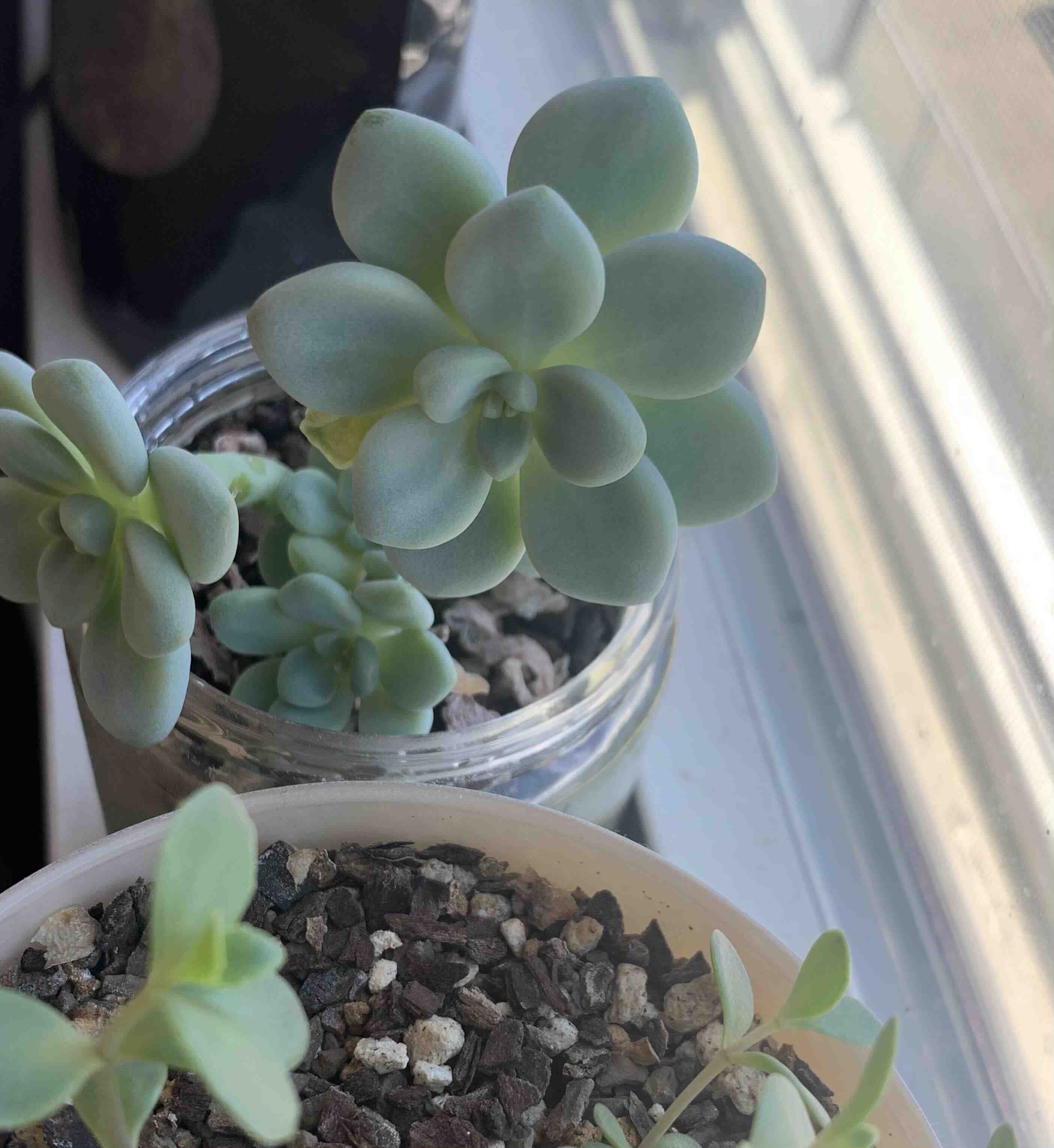 Sedum clavatum plant in a small container near a window, with healthy green leaves.