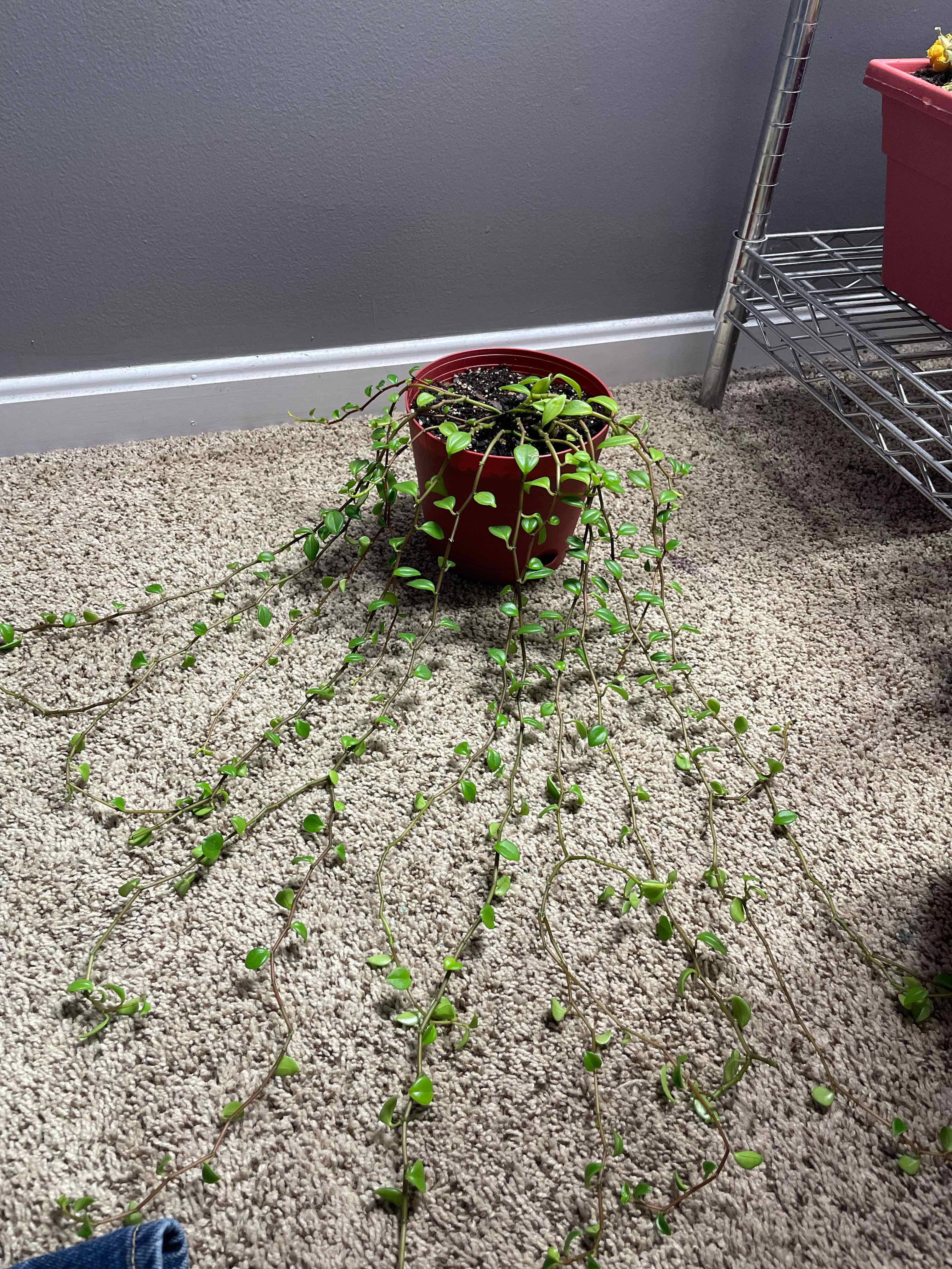 Photo of the plant species Peperomia perciliata by @rynroxx named Astro on Greg, the plant care app