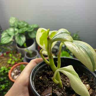 Baby Rubber Plant plant in Somewhere on Earth