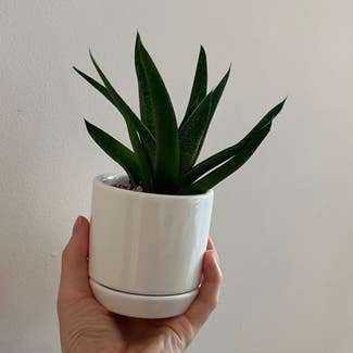 Aloe Vera plant in Sarasota, Florida