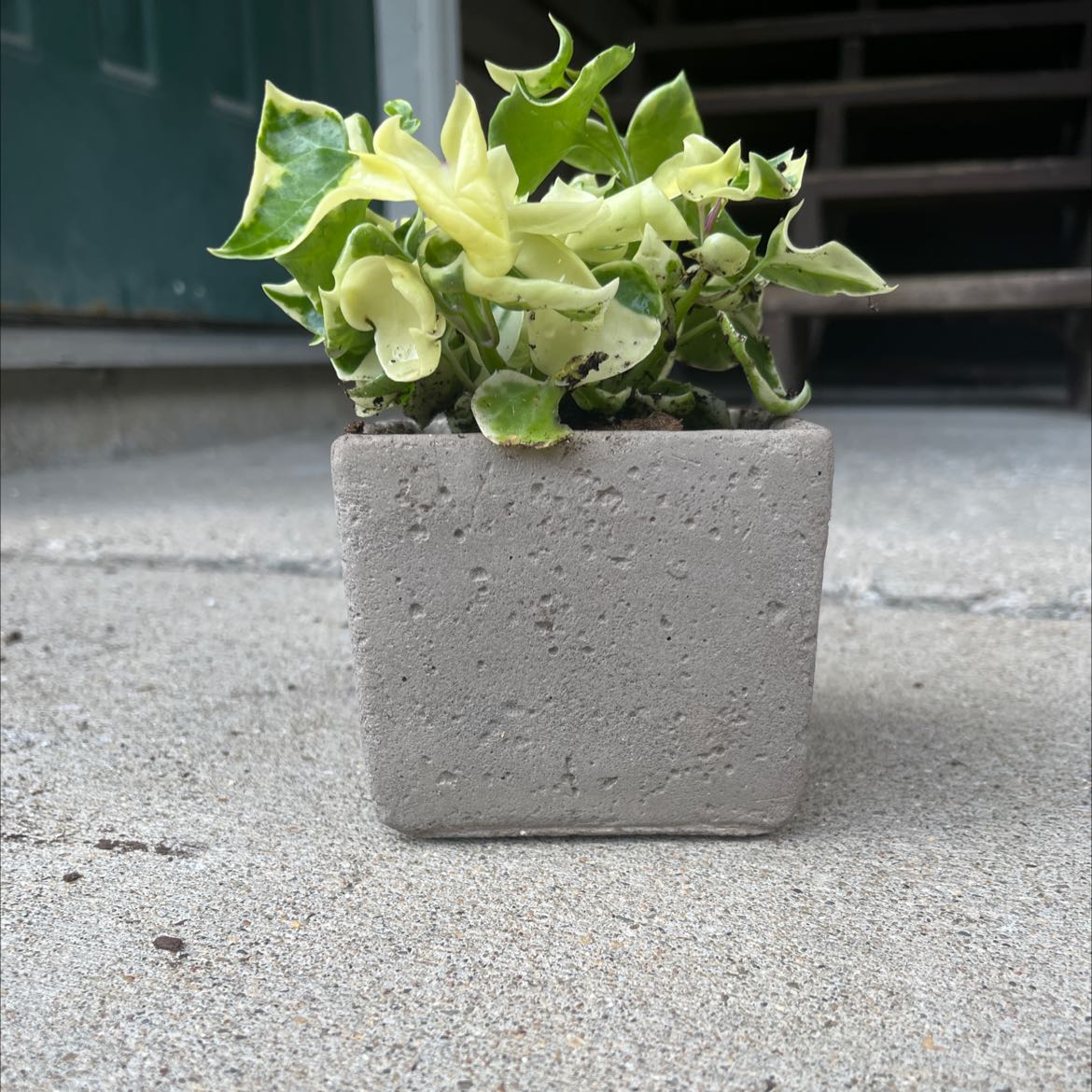 Variegated Wax Ivy plant in a small concrete pot with variegated green and yellow leaves.