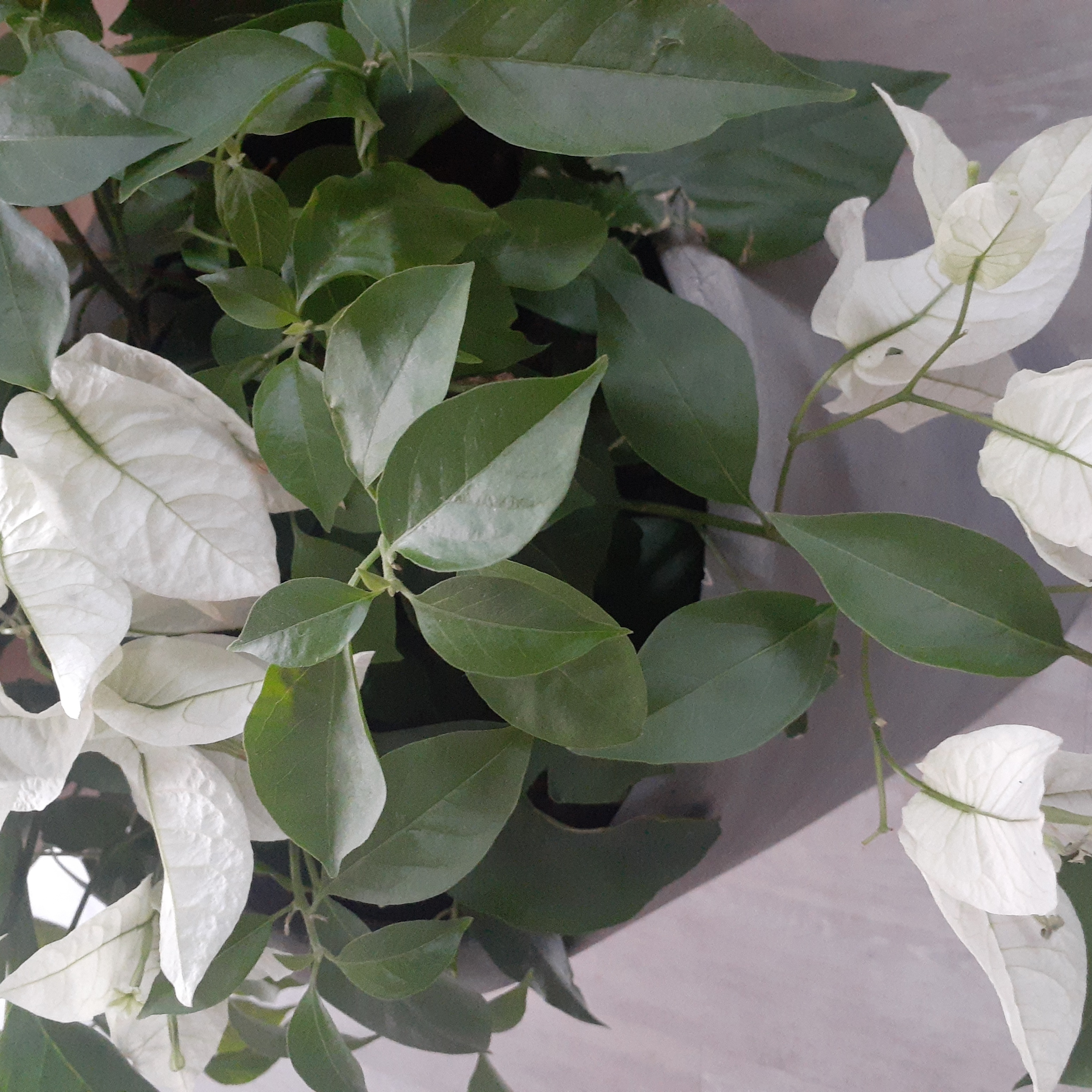 Photo of the plant species Bougainvillea panda by @FabCatmint named Boogey on Greg, the plant care app
