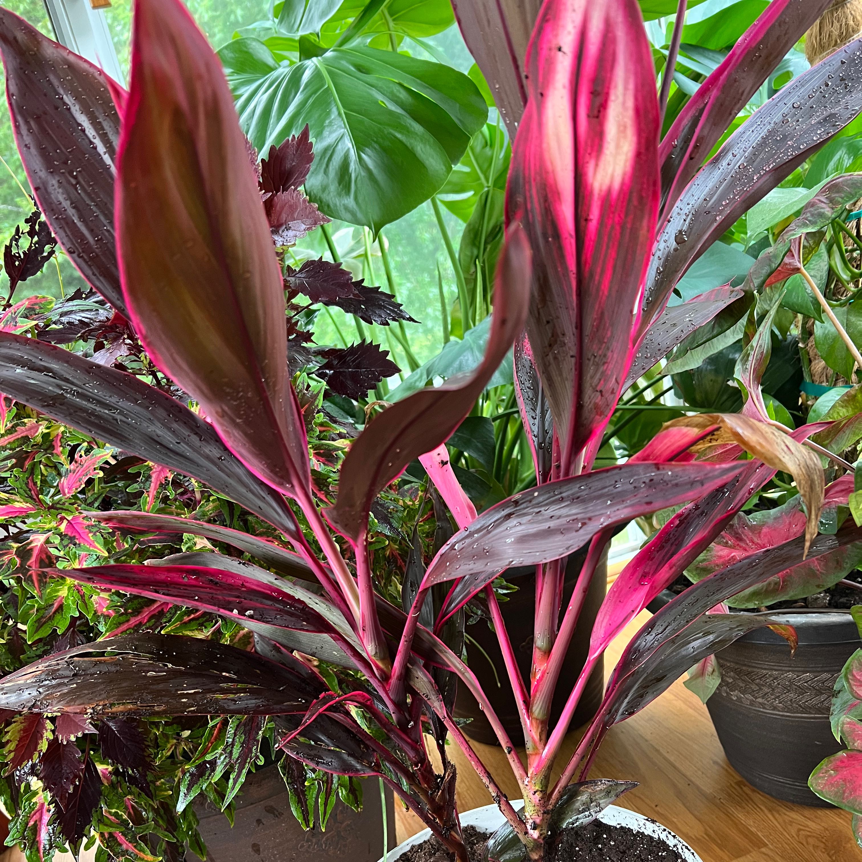 Photo of the plant species Ti Plant by @PreparedEncina named Your plant on Greg, the plant care app