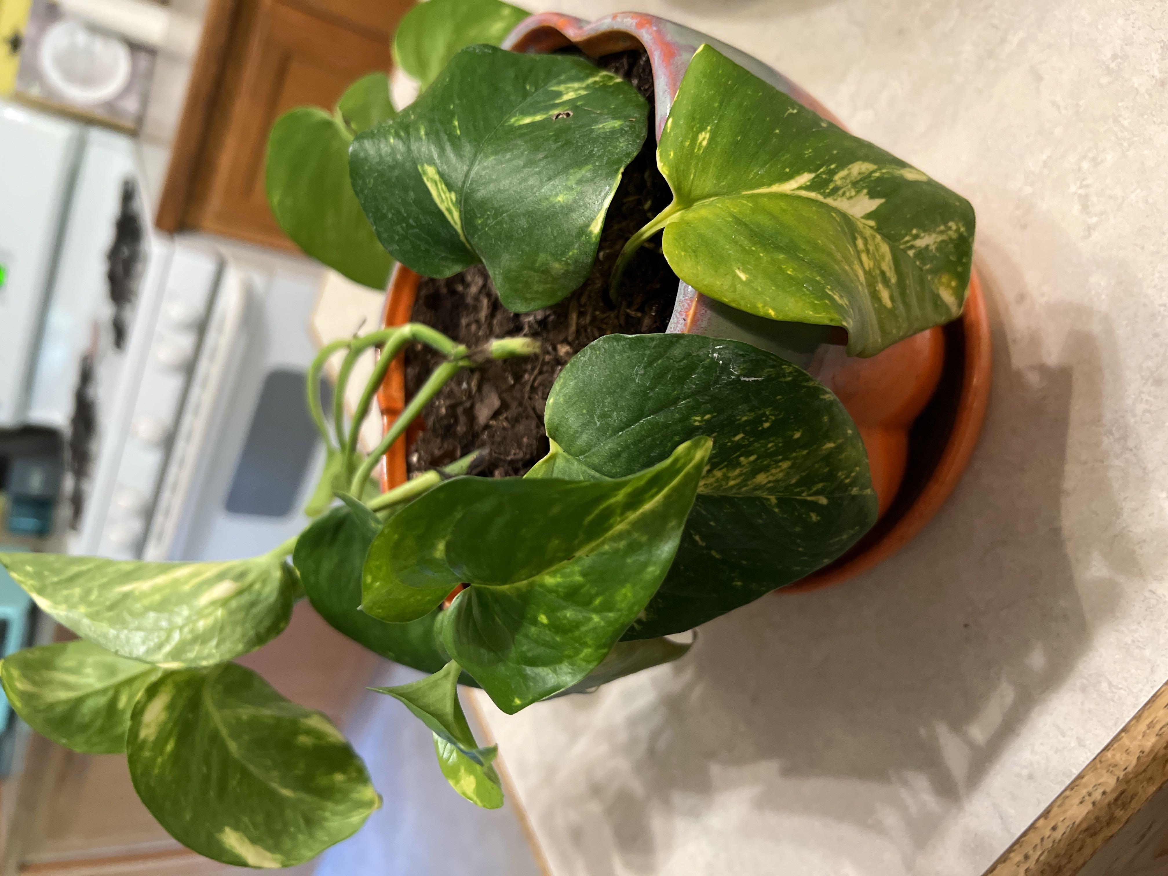Photo from the post