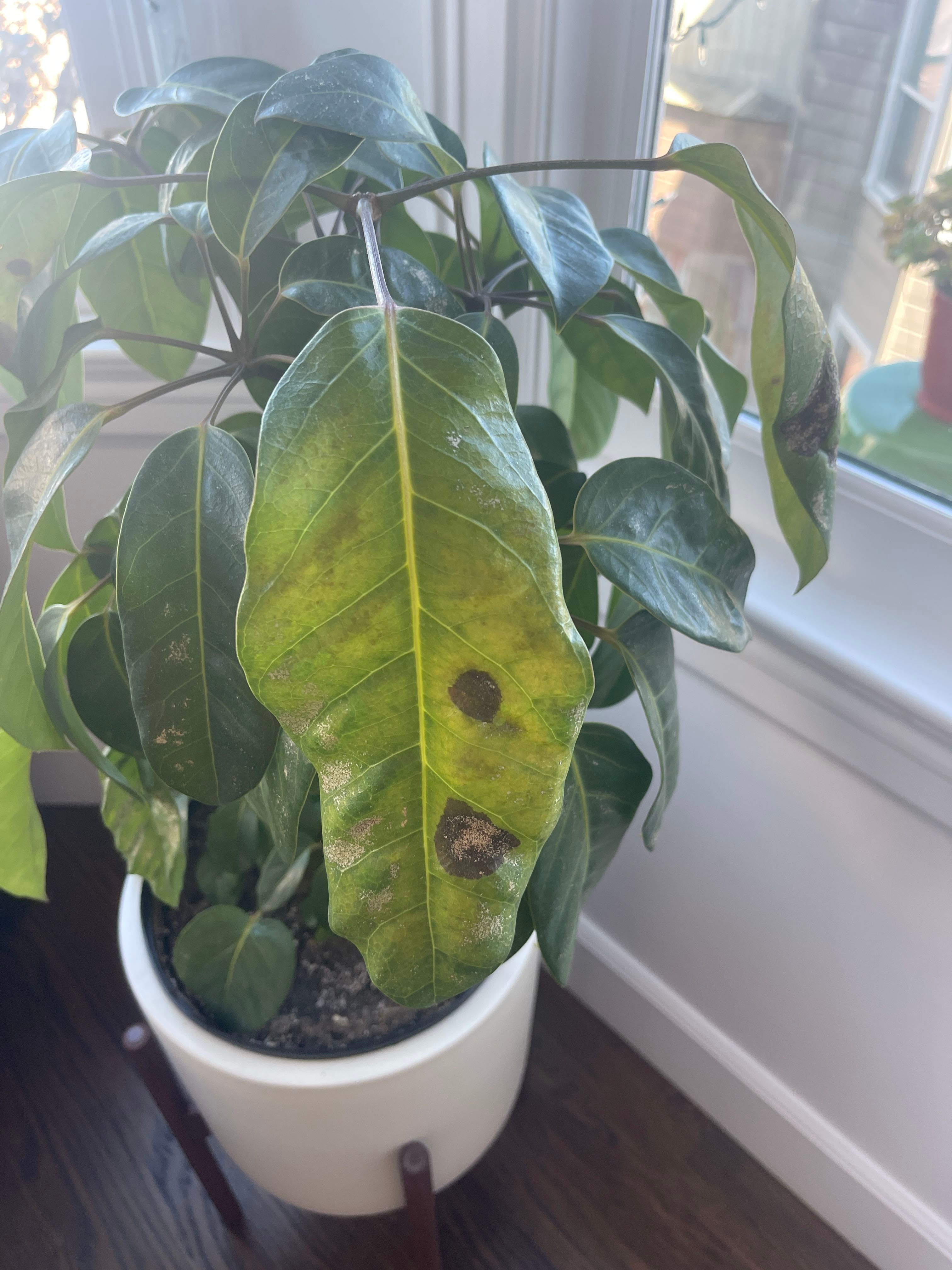 Why is this plant getting brown spots?