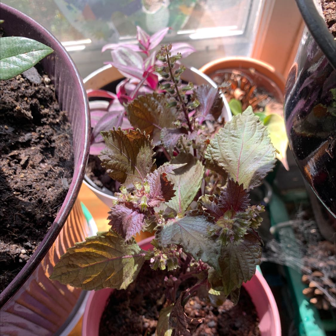Beefsteak Plant in a pot near a window, with visible soil and small flowers.
