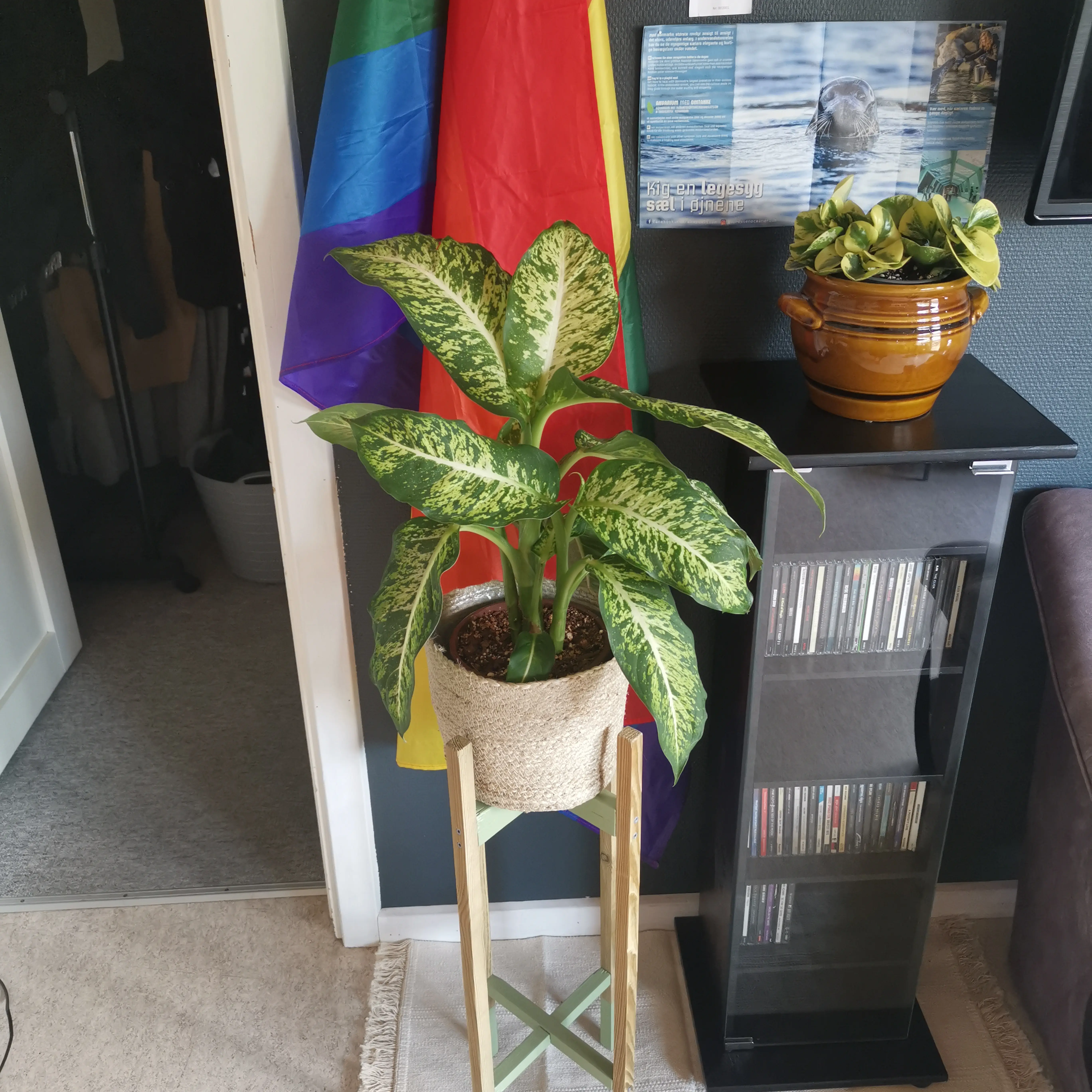 Dieffenbachia 'Compacta' plant in a woven basket on a stand, with vibrant green leaves and white variegation.