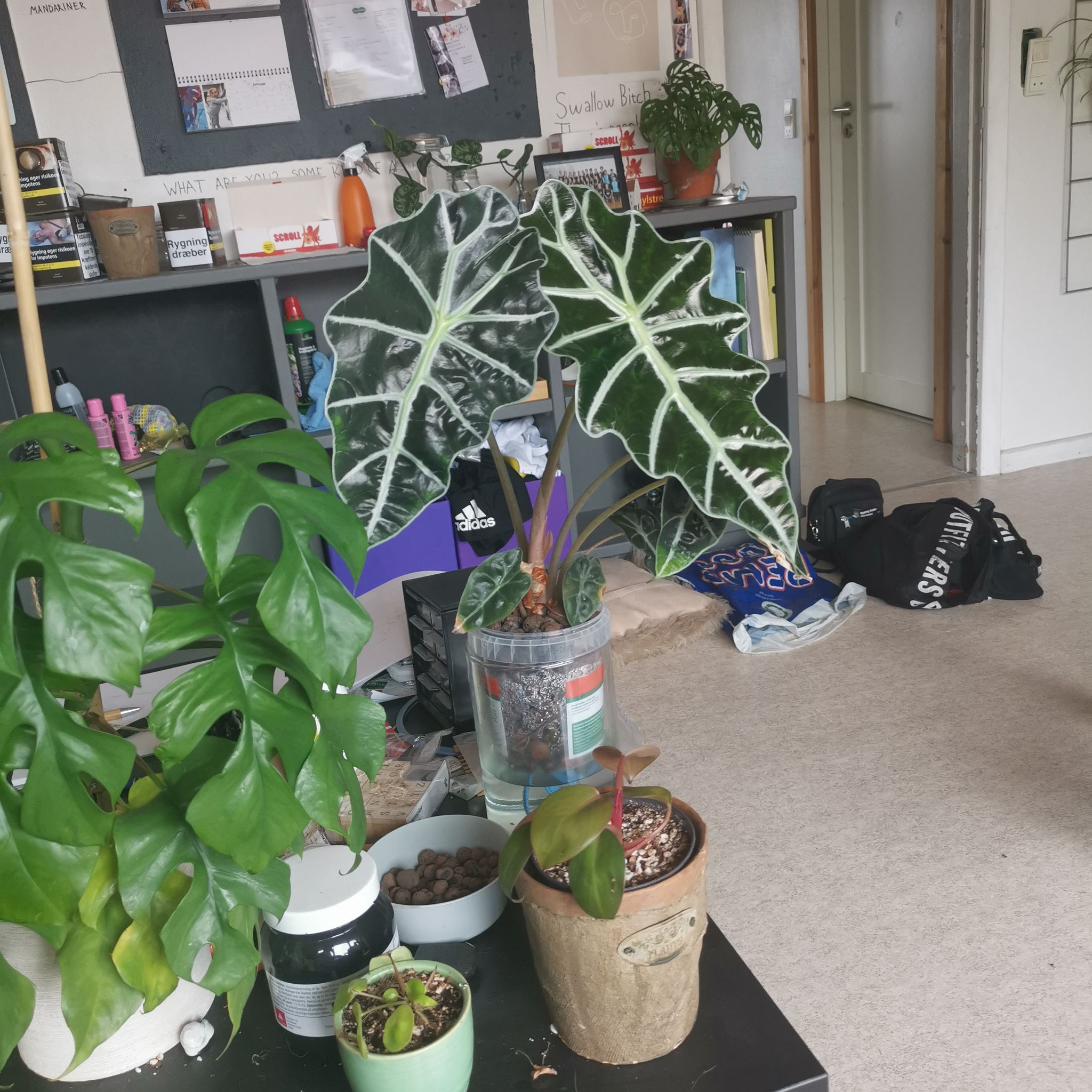 Indoor Alocasia Amazonica 'Polly' plant with healthy leaves, surrounded by other plants and household items.