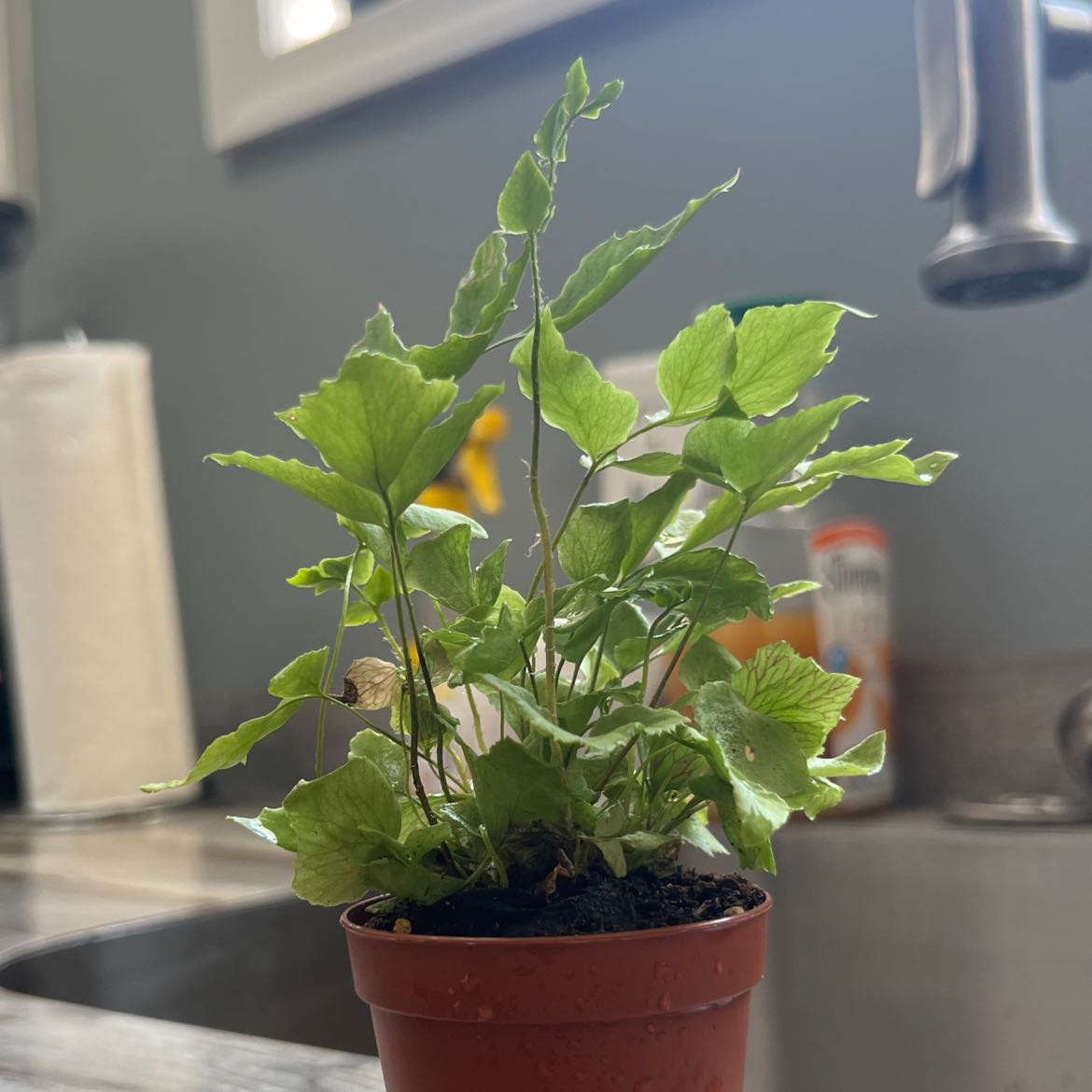 Fern