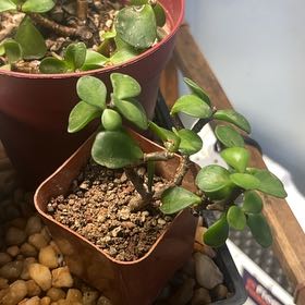Photo of the plant species Dwarf Jade Plant by @SugarZelkova named Doja Cat on Greg, the plant care app