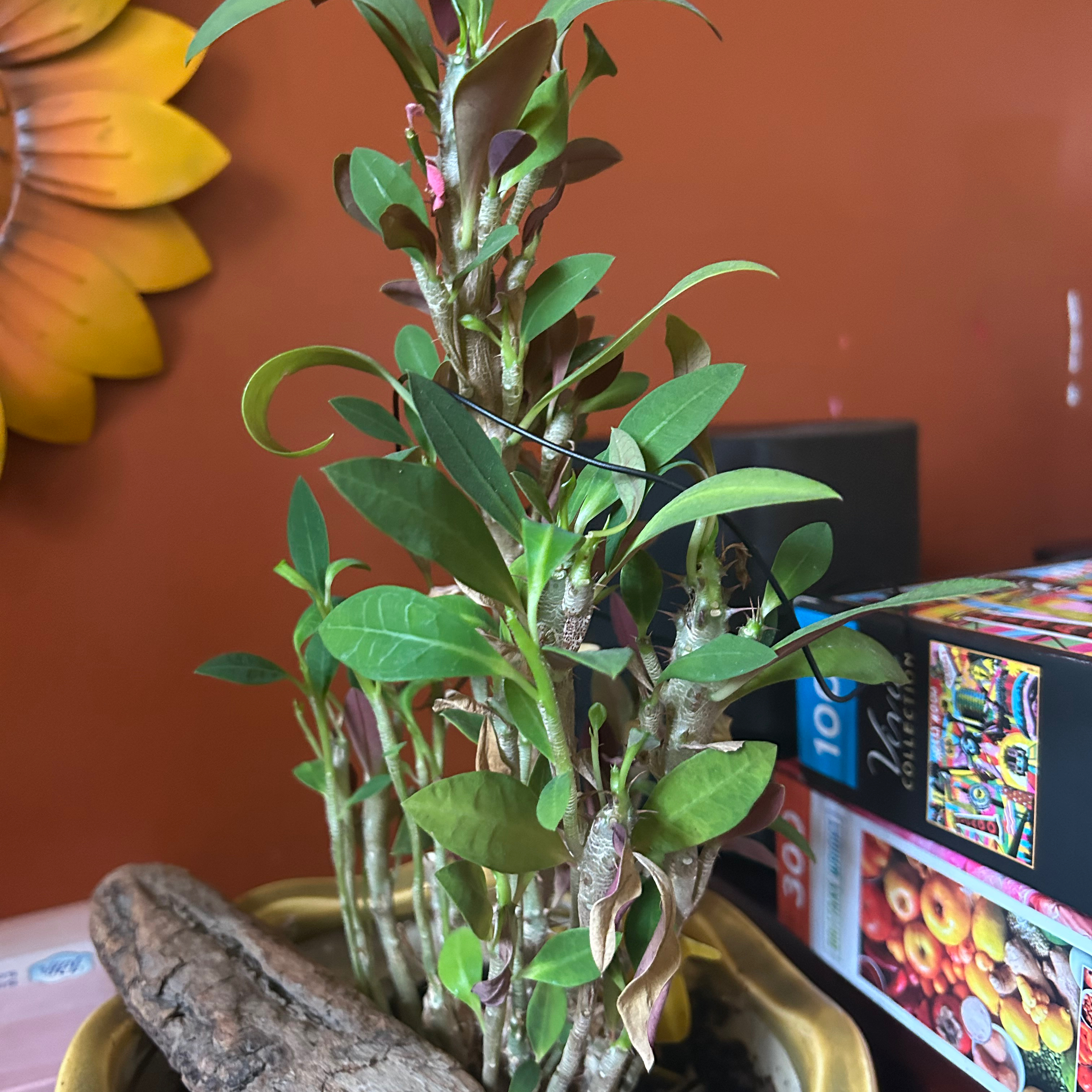 Indoor potted plant with green leaves and multiple stems, possibly a Desert Rose.