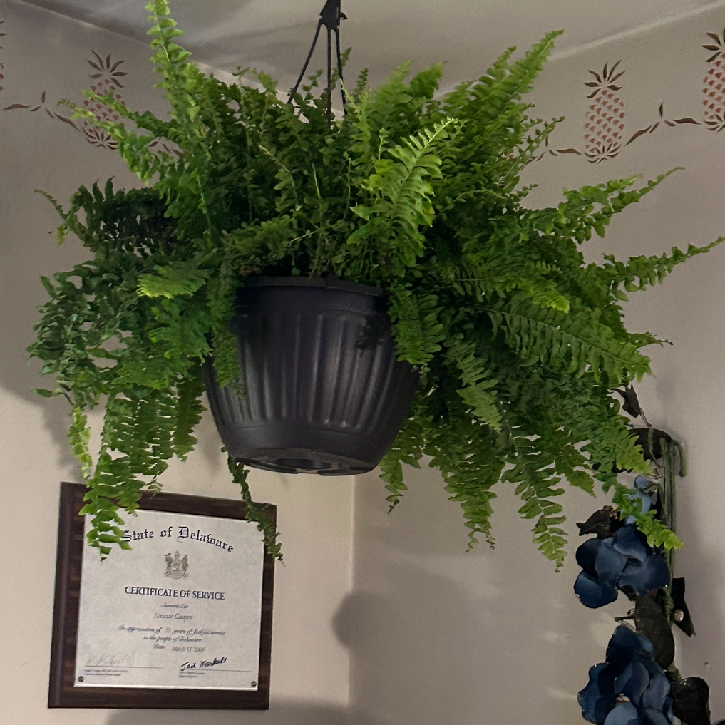 Lush green Basket Plant in a black hanging pot with a certificate in the background.