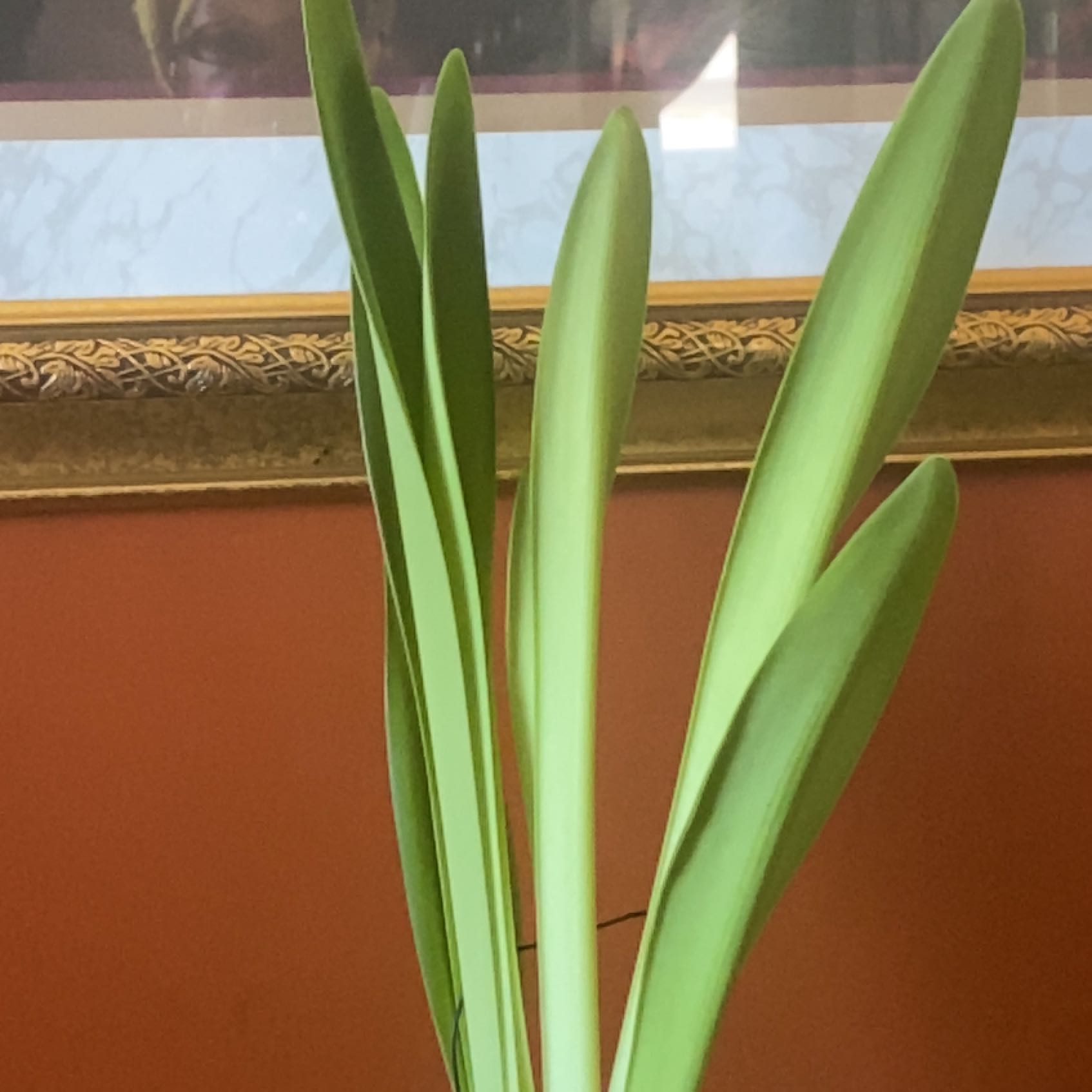 Bush Lily plant with long, green leaves in an indoor setting.
