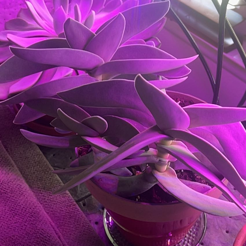 Plant with elongated, pointed leaves under purple lighting, appears healthy.