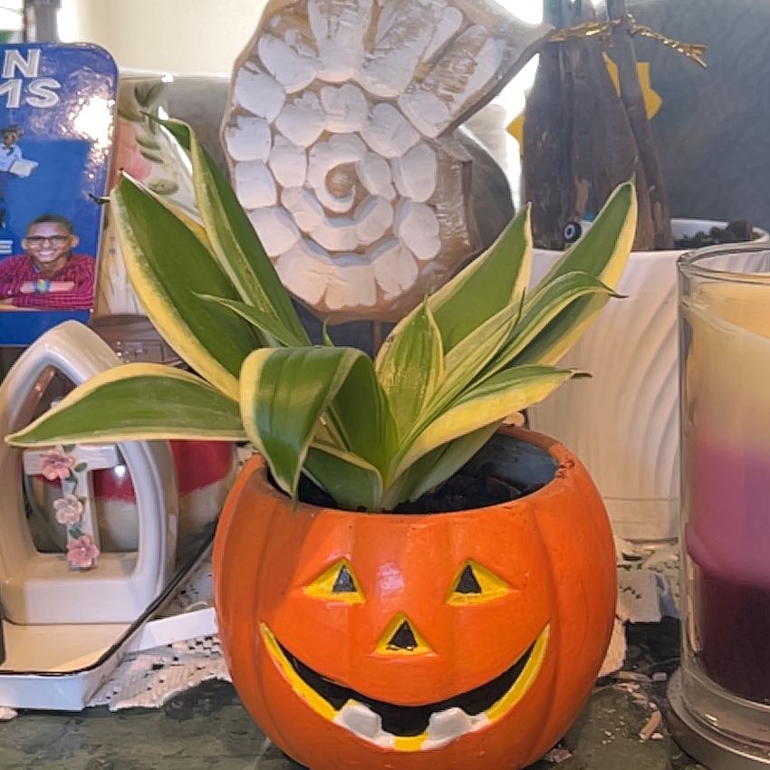 Healthy century plant in Halloween pot, hand pointing to spiral leaf pattern, household background.