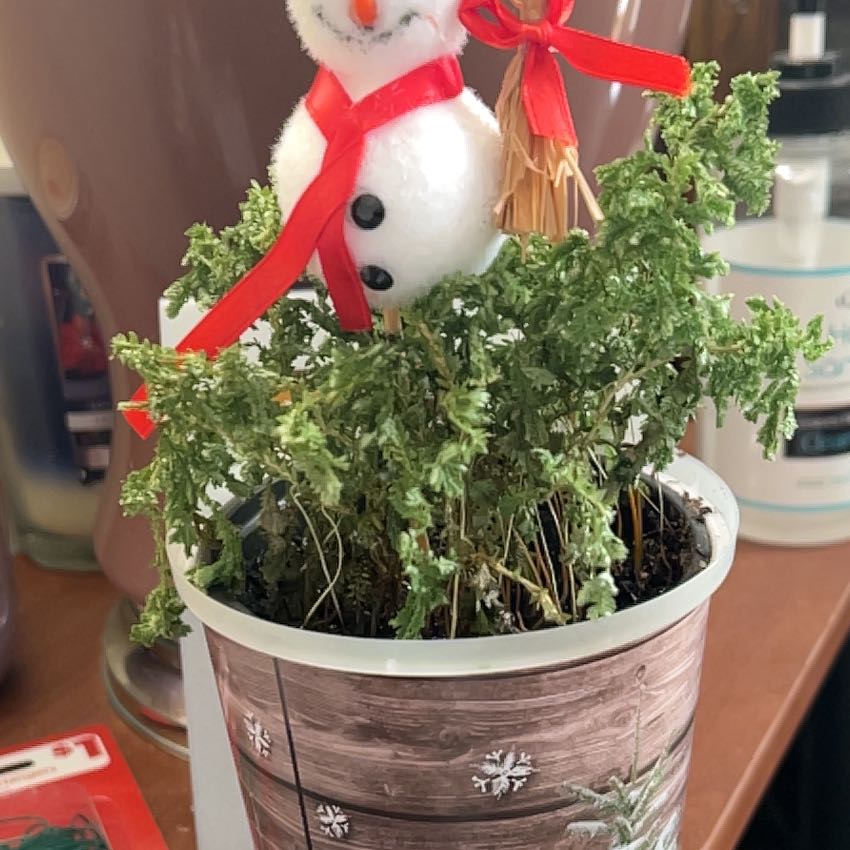 Holiday planter with healthy club moss plant, snowman plush, and red bow. Soil is visible in rustic wooden pot with snowflake etchings.