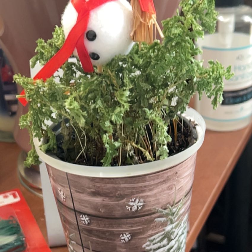 A healthy Selaginella kraussiana plant in a rustic pot with a plush snowman toy, suggesting a winter theme.