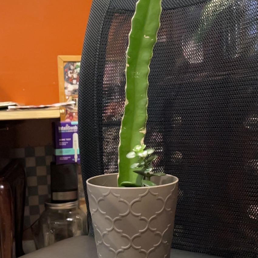 Dragonfruit plant in a decorative pot with a chair and office items in the background.