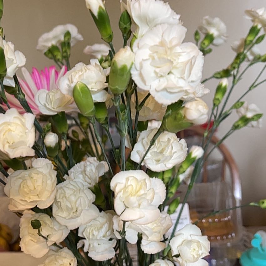 Cluster of white Border Carnation flowers in bloom, appearing healthy.