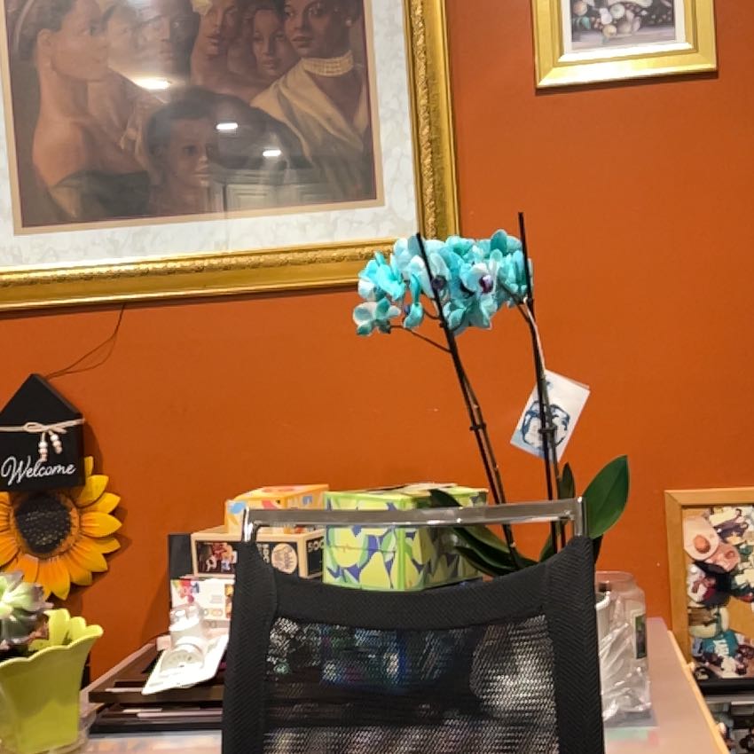 Healthy blue and purple phalaenopsis orchid in a black pot sitting on a table in front of an orange wall with framed artwork.