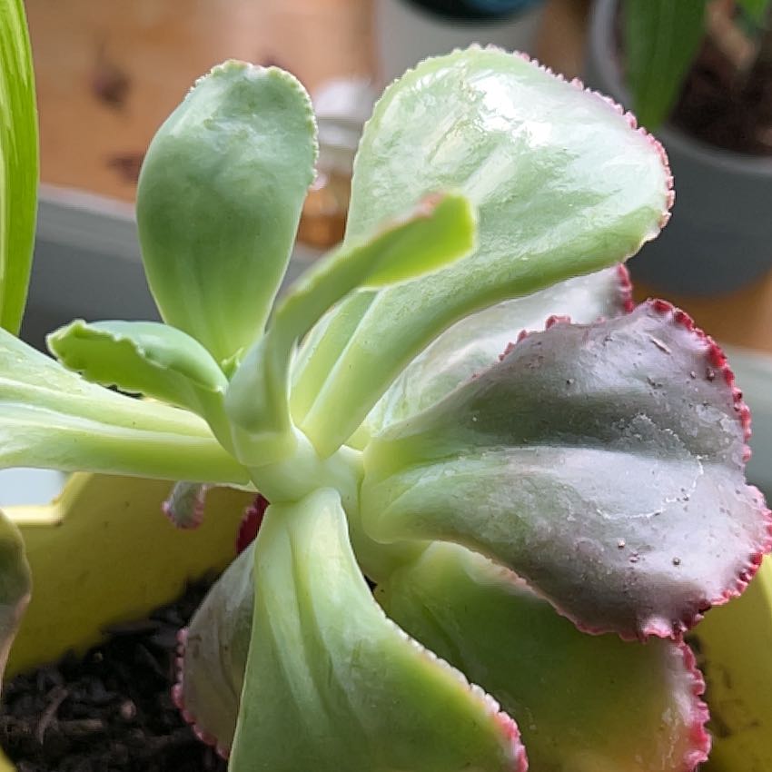 Echeveria Gibbiflora succulent with reddish-edged leaves in a pot.