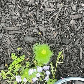 Photo of the plant species Fivespot by @Linette8521 named Pax on Greg, the plant care app