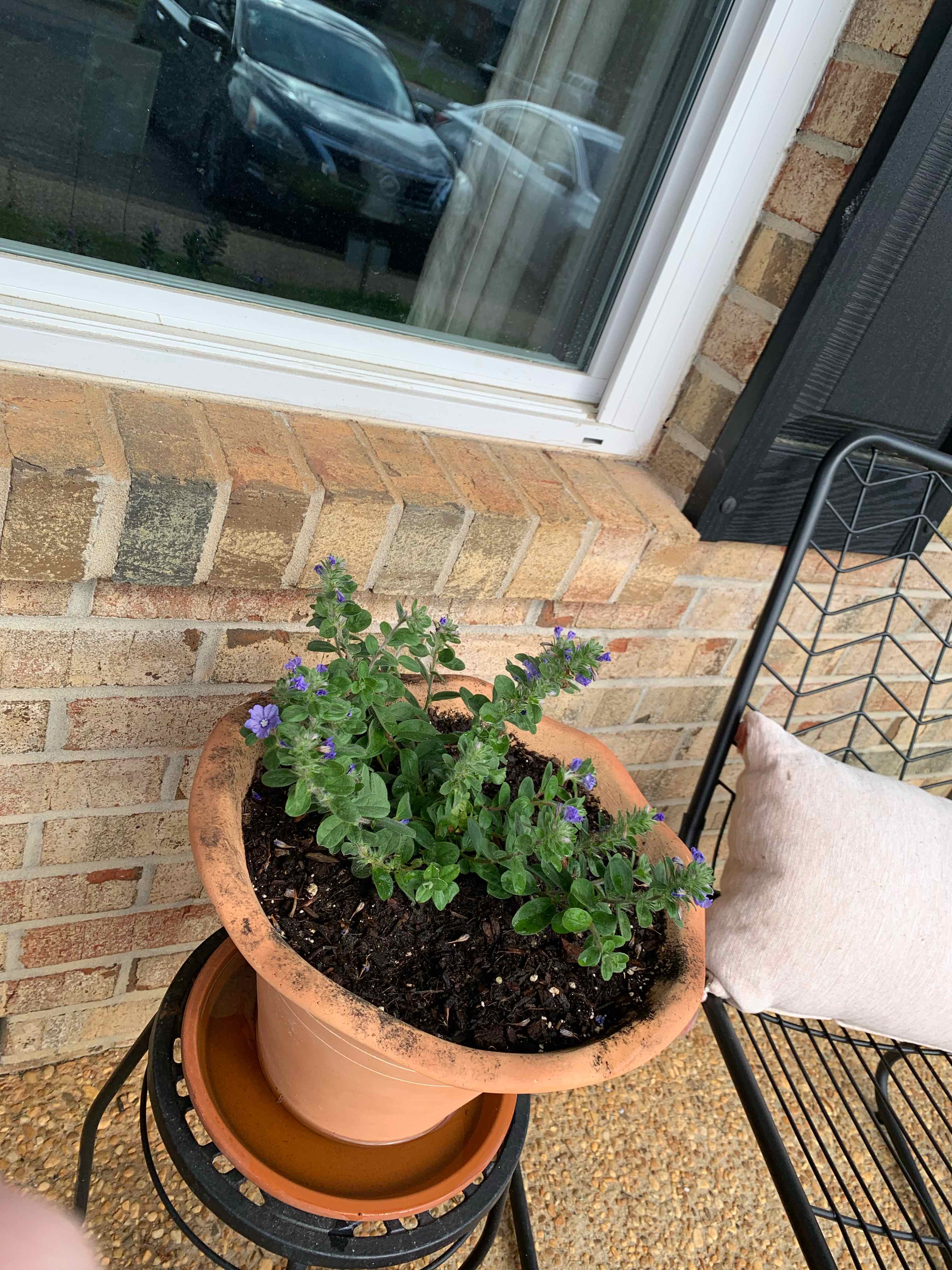 Plant care for Scandinavian Bindweed on Greg, the plant care app