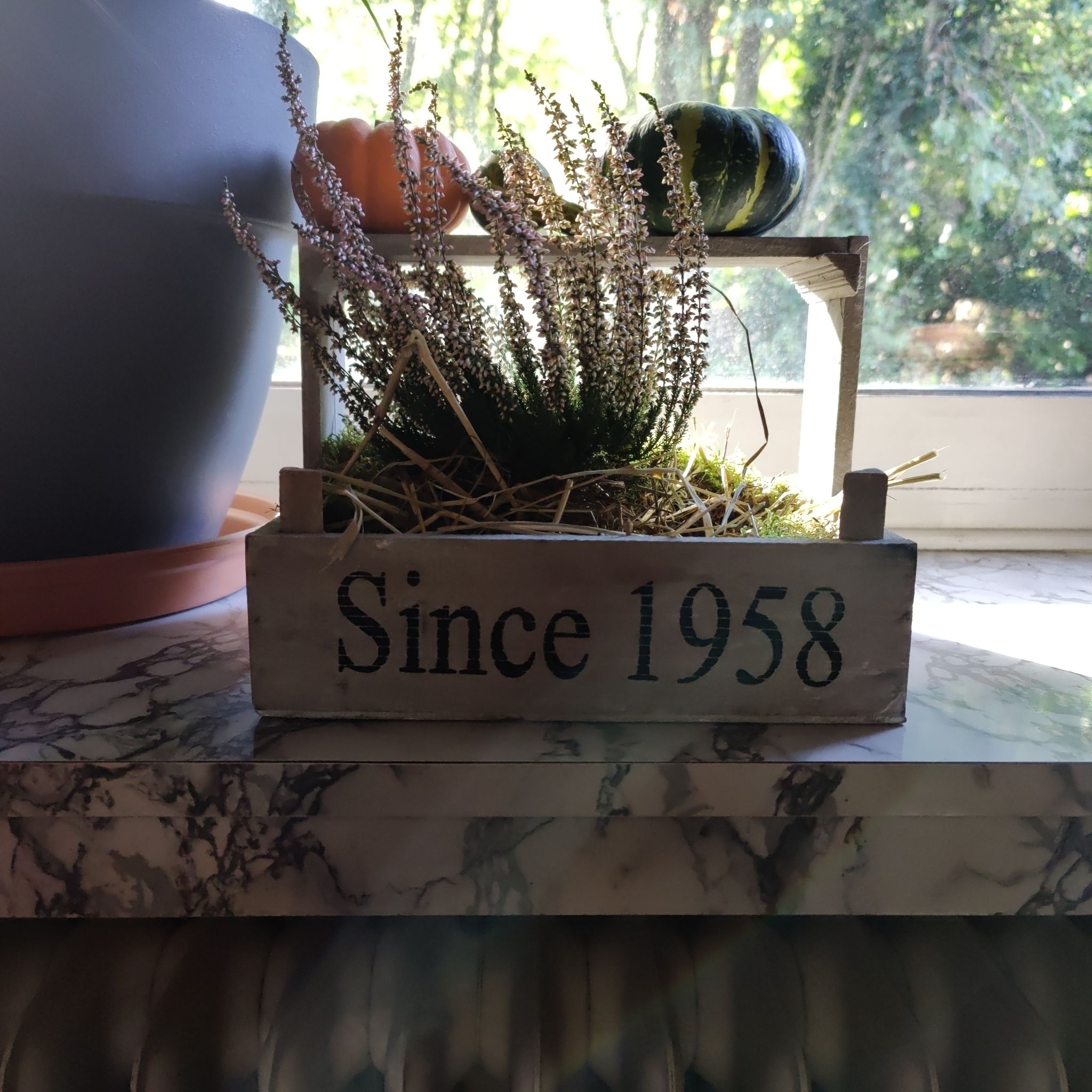 Potted Heather plant labeled 'Since 1958' on a marble surface near a window.