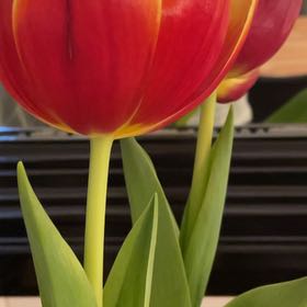 Photo of the plant species Garden Tulip by @BreeMateljan named Tulin on Greg, the plant care app