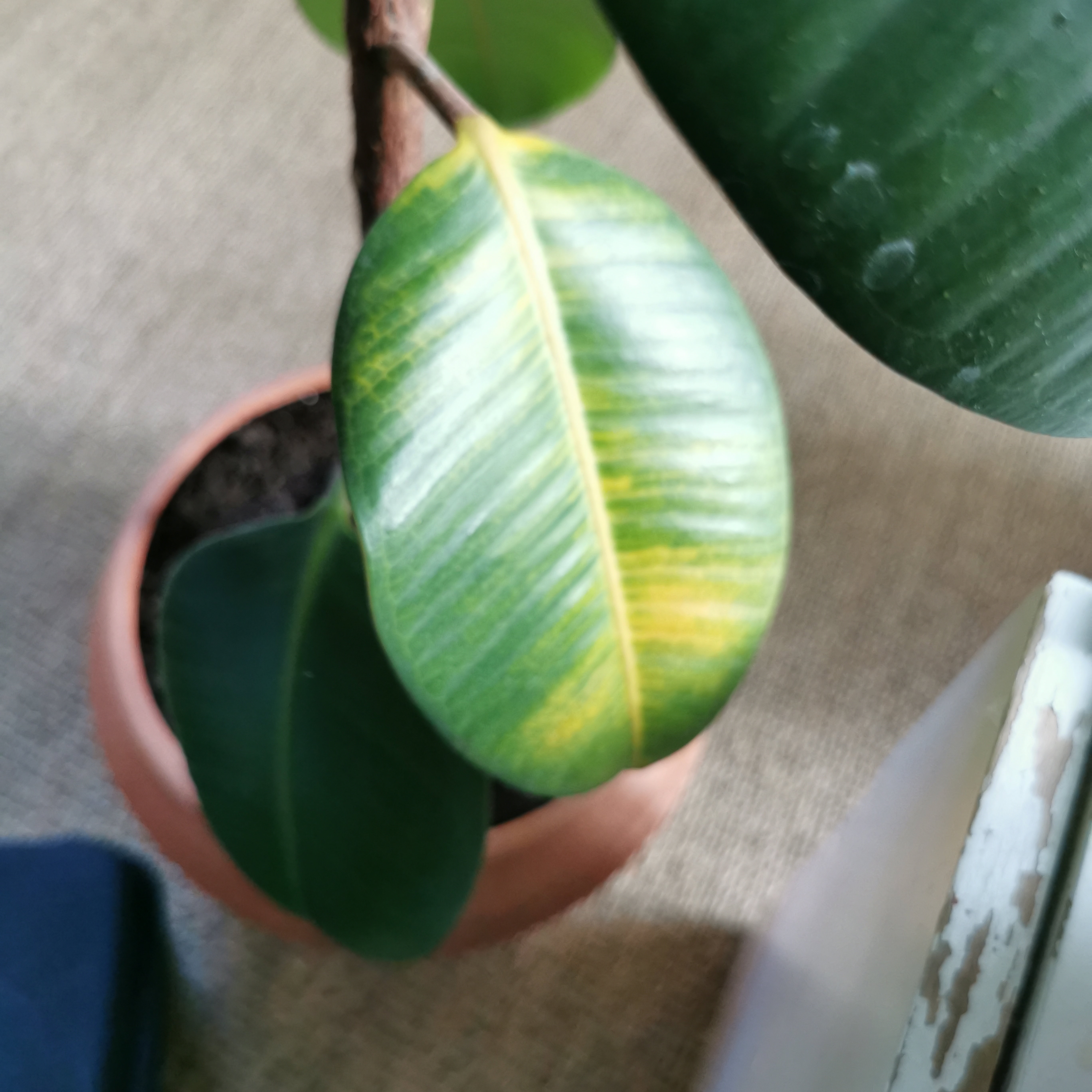 My ficus leaves turning yellow 😭 plz help 🍁