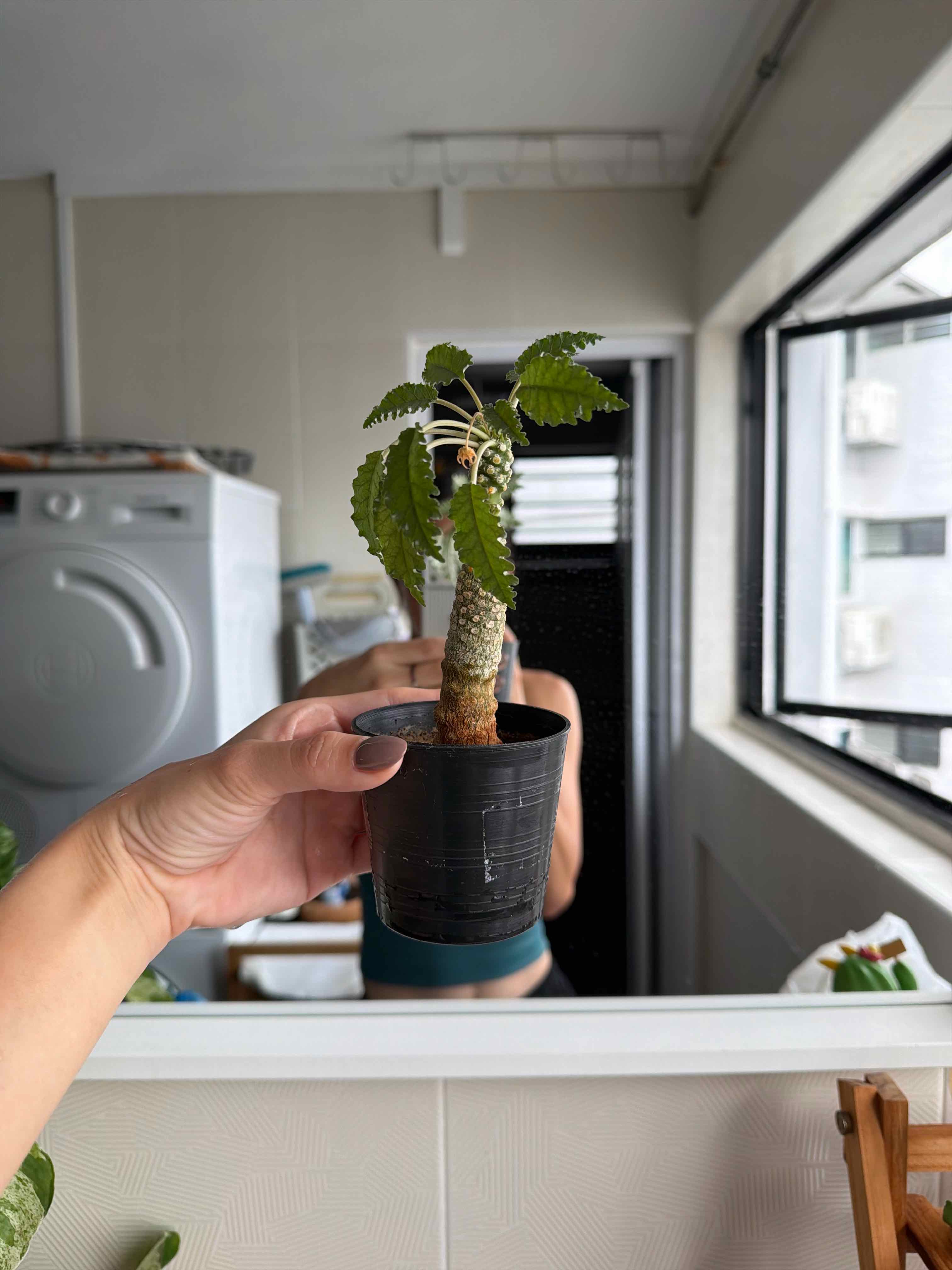 Photo of the plant species Doestenia Horwoodii by @PetChichipe named Doestenia Horwoodii on Greg, the plant care app