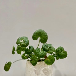 Centella plant