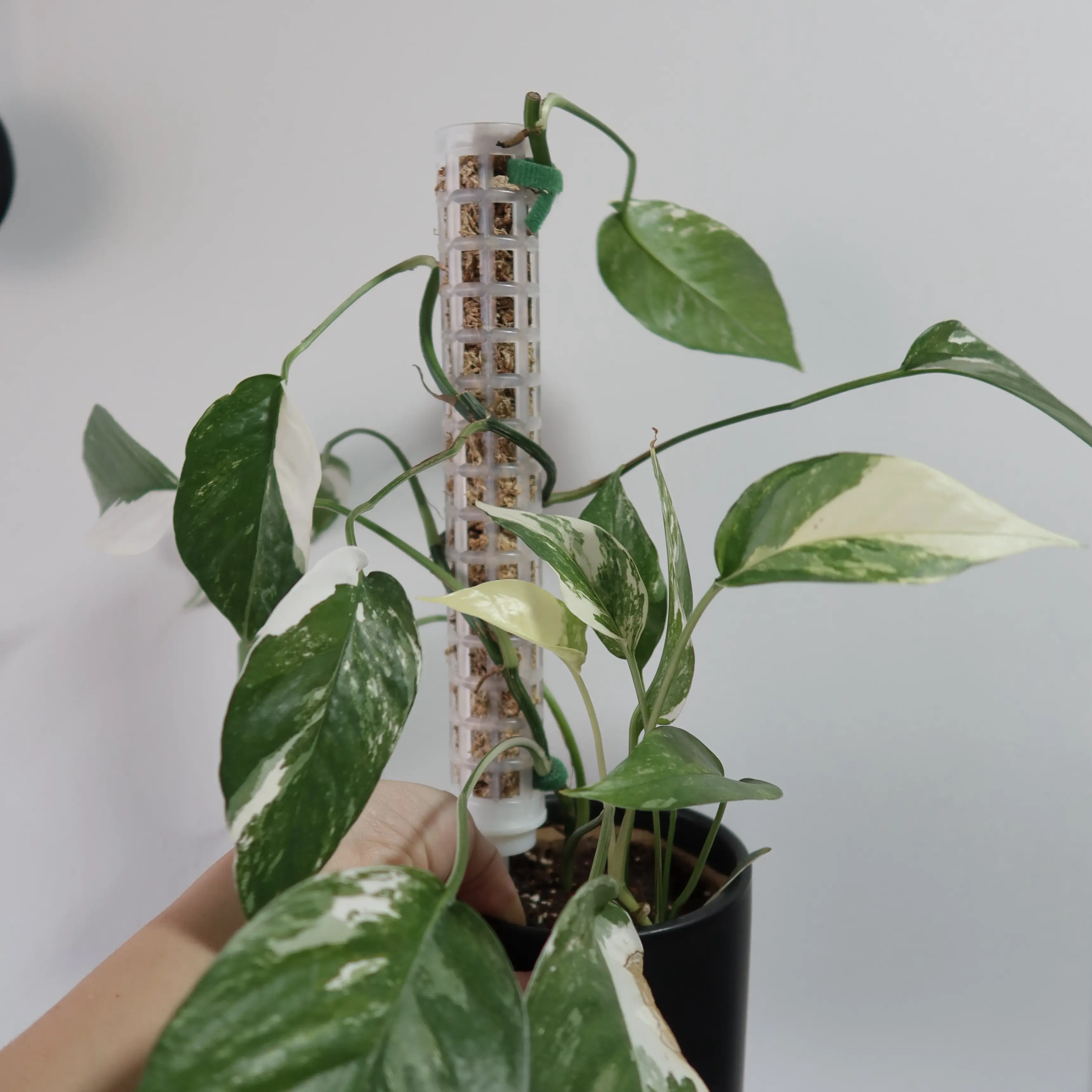 Albo Epipremnum Pinnatum plant with variegated leaves, supported by a structure, held by a hand.