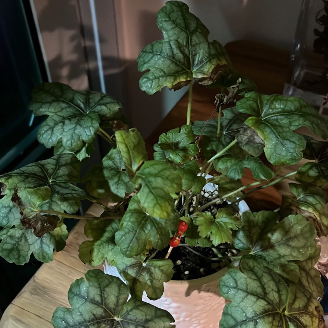 Potted Coral Bells plant with broad, lobed leaves showing some browning.