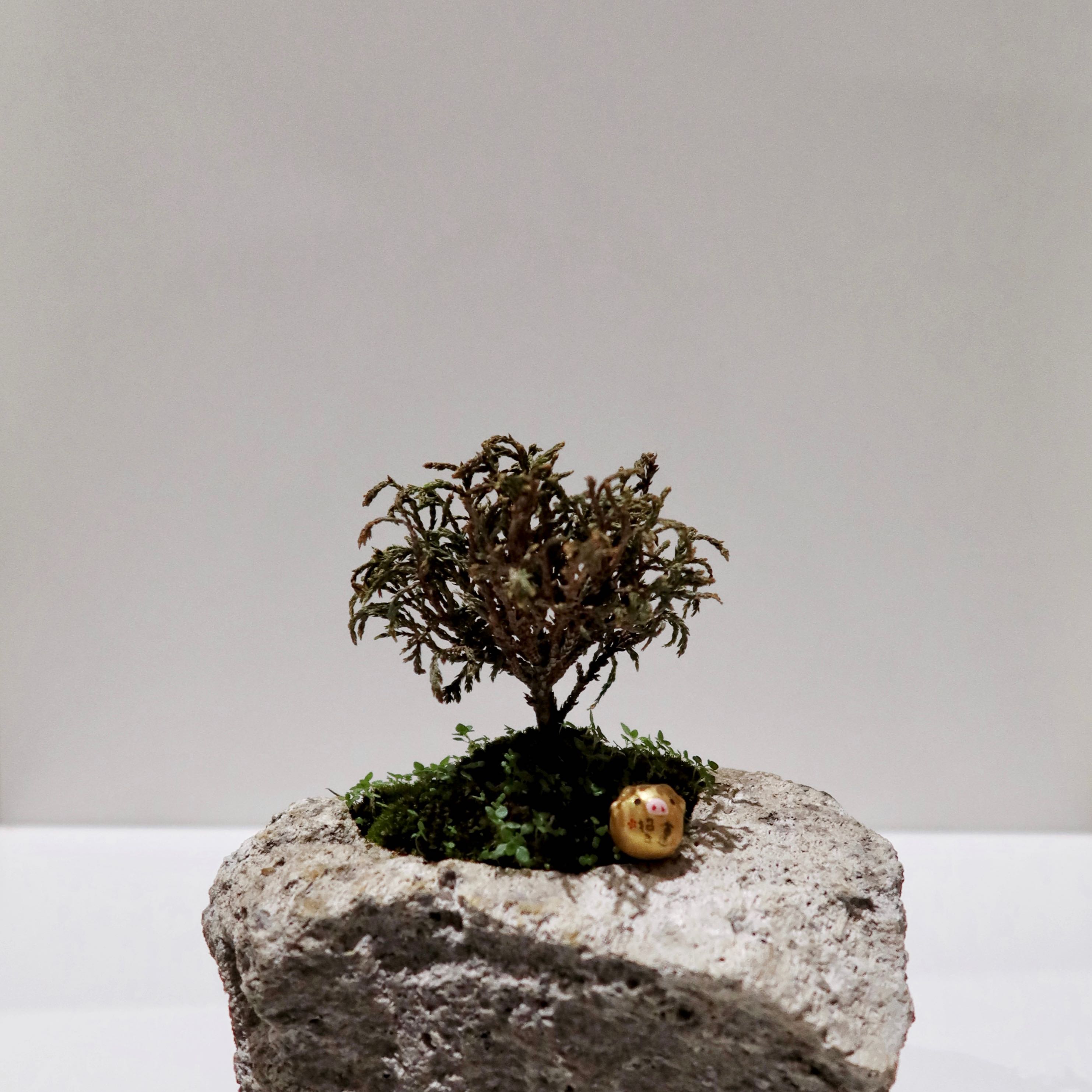 Bonsai Johnny
