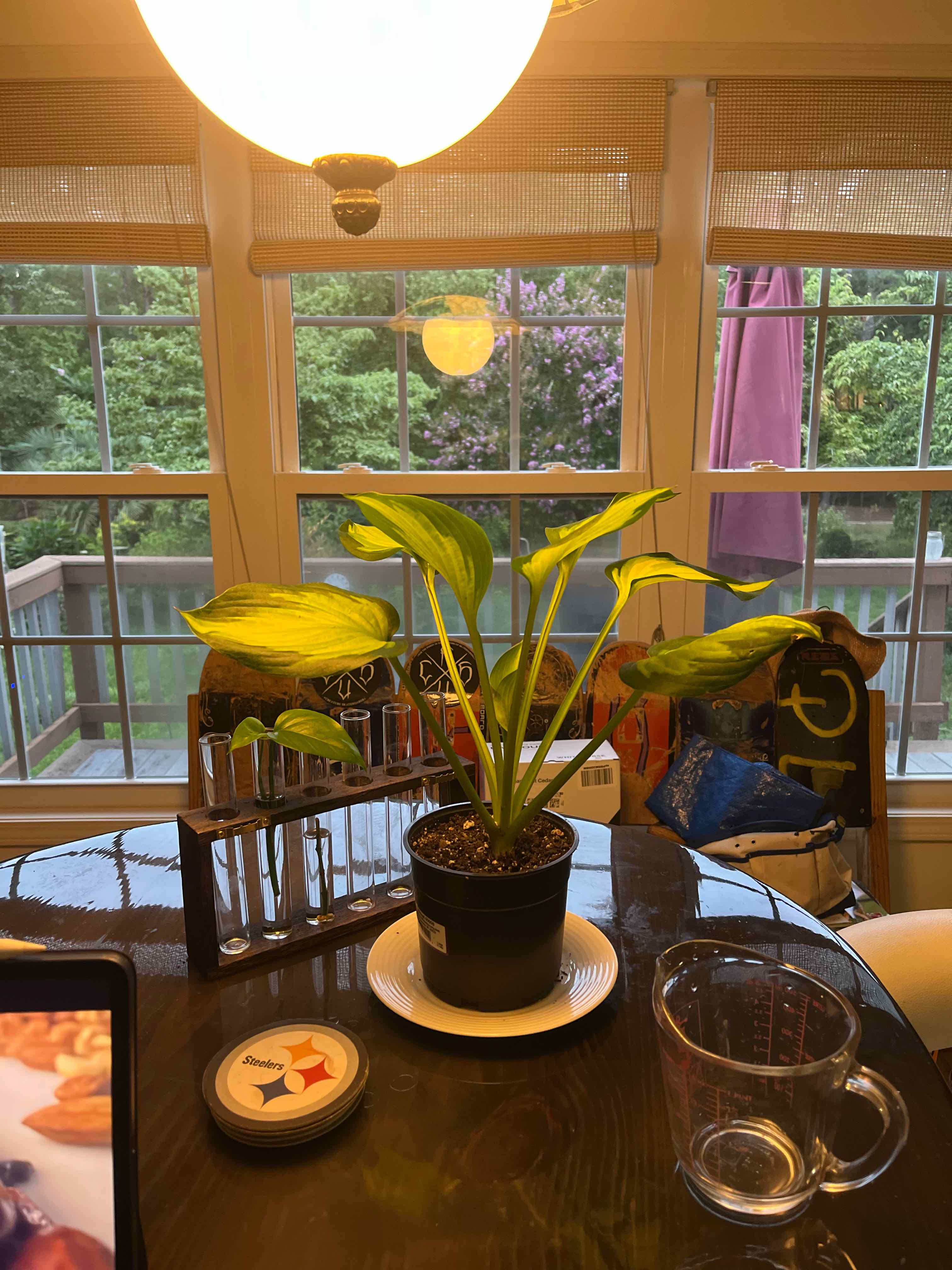 Photo of the plant species Forbidden Fruit Hosta by @HotOleander named Hosta liliaceae on Greg, the plant care app