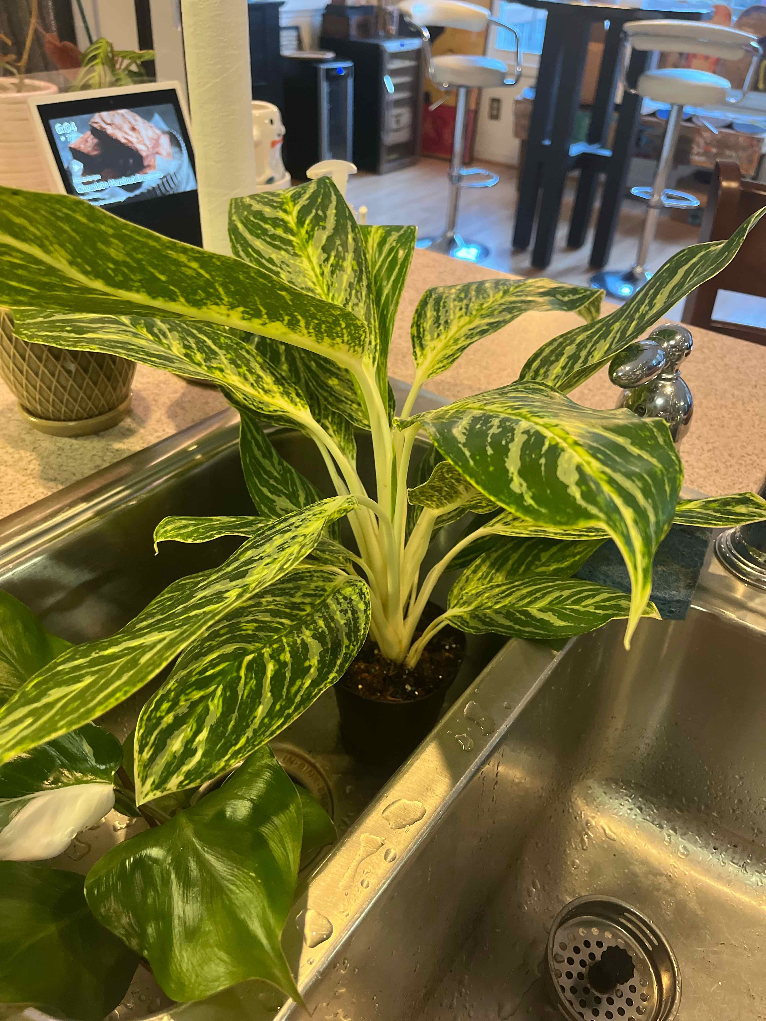 Plant care for Abnormal Spikerush on Greg, the plant care app